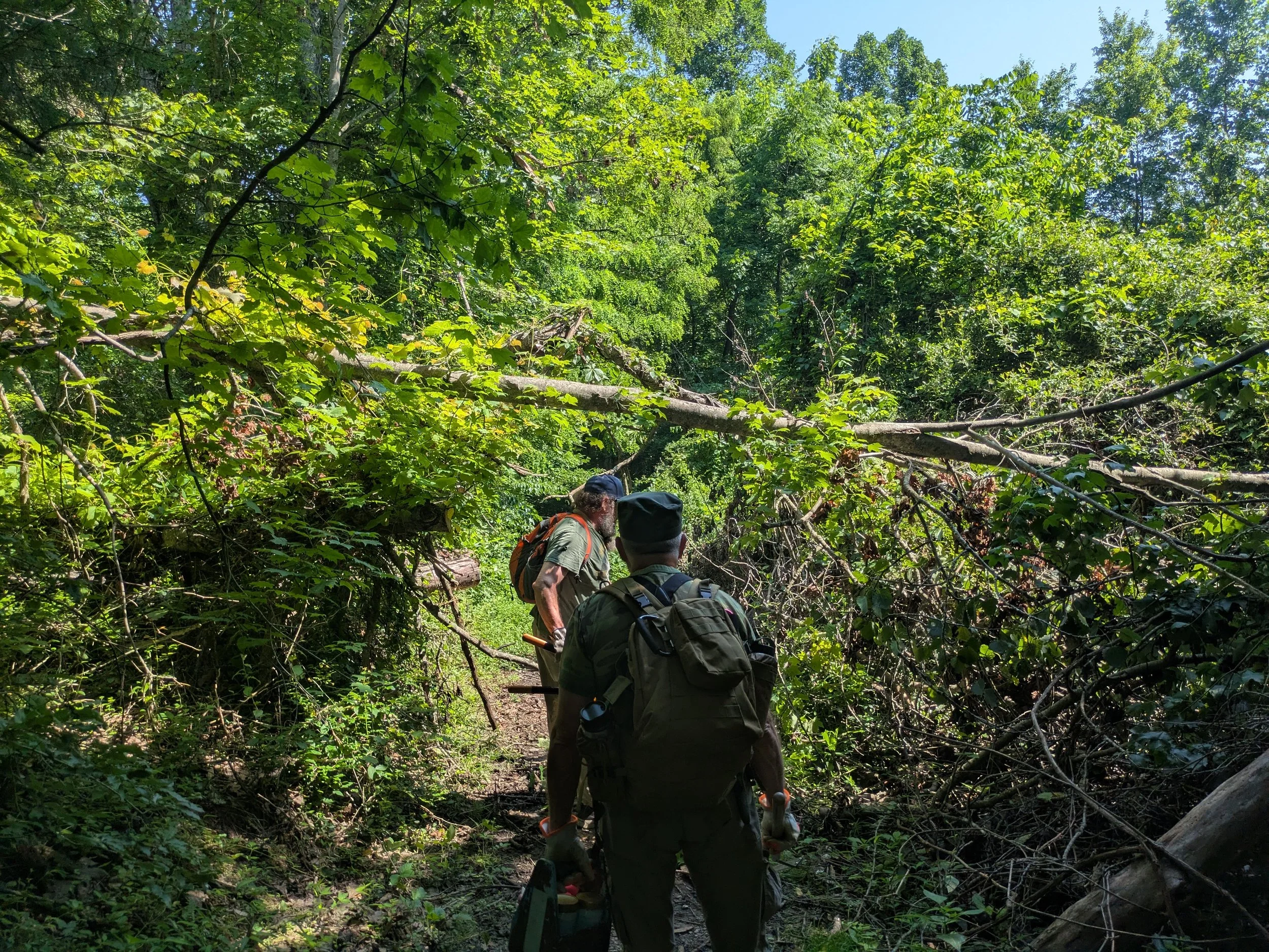 Two hikers walking through a dense forest trail with fallen branches and green leaves.