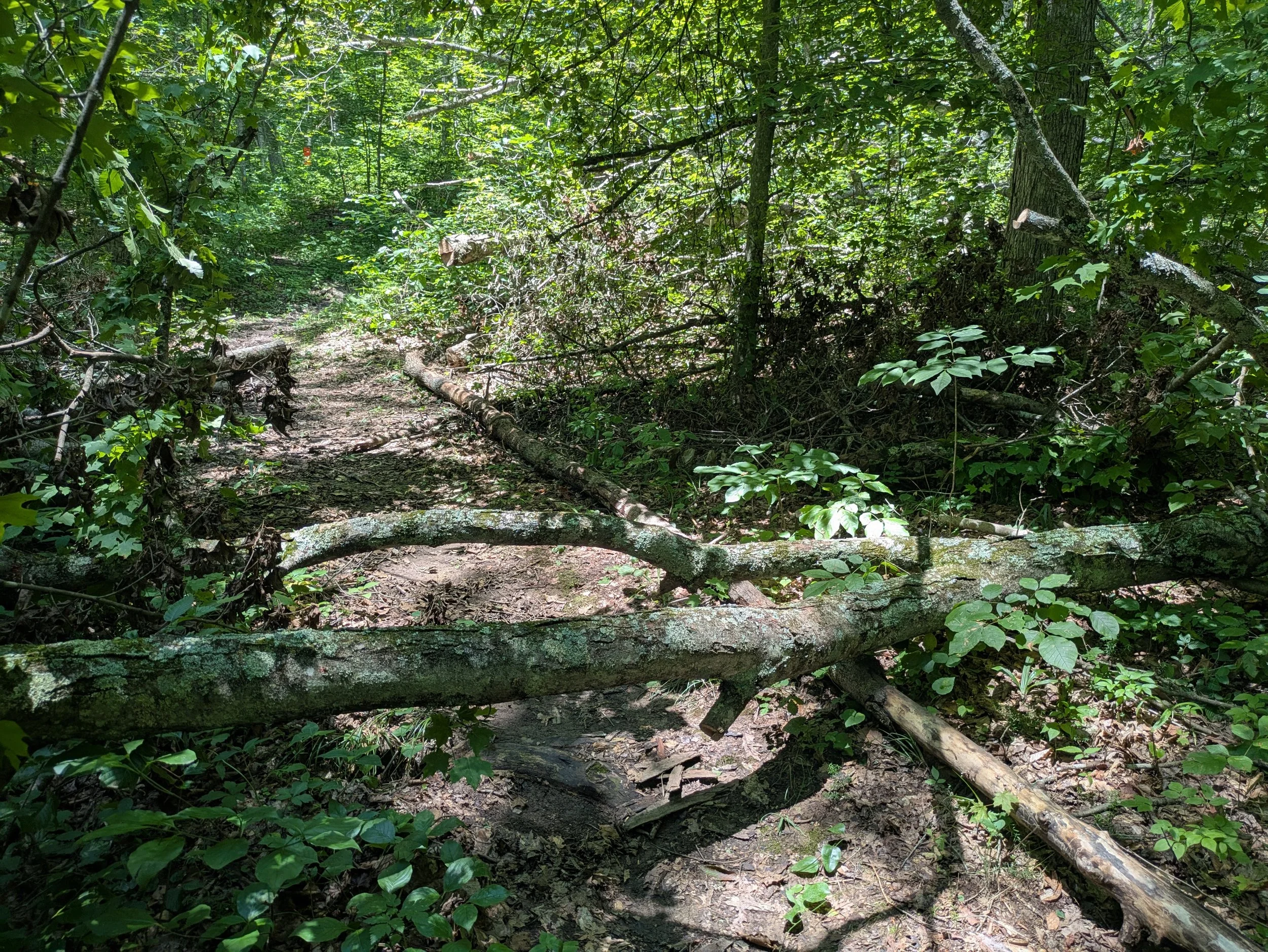 A forest trail blocked by fallen trees and branches with dense green foliage surrounding it.