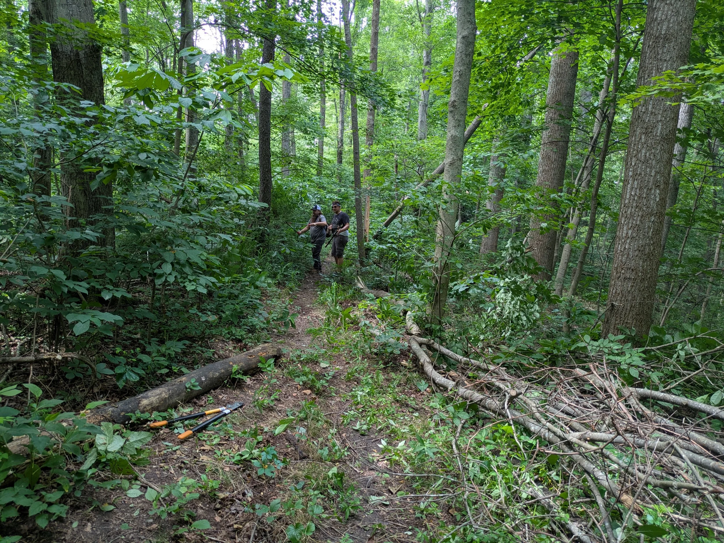 Two people hiking through a dense, green forest with fallen branches on the trail.