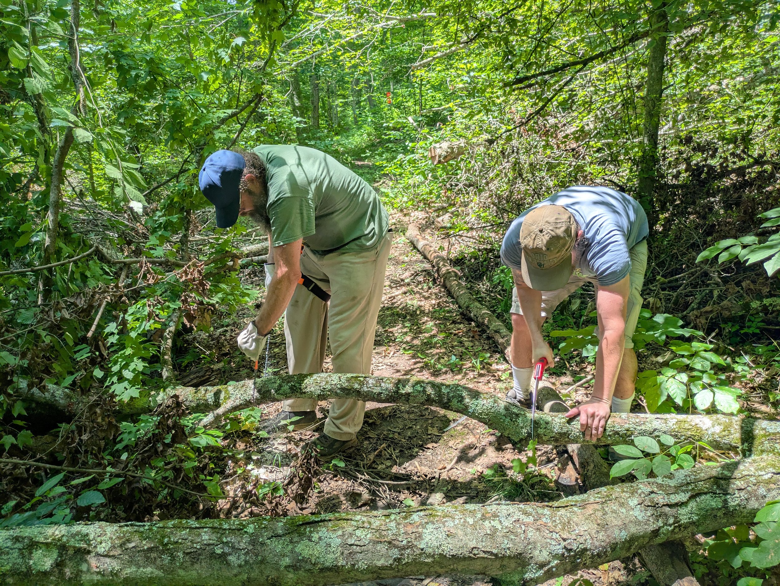 Two men working in a dense forest, pruning a fallen tree with tools.