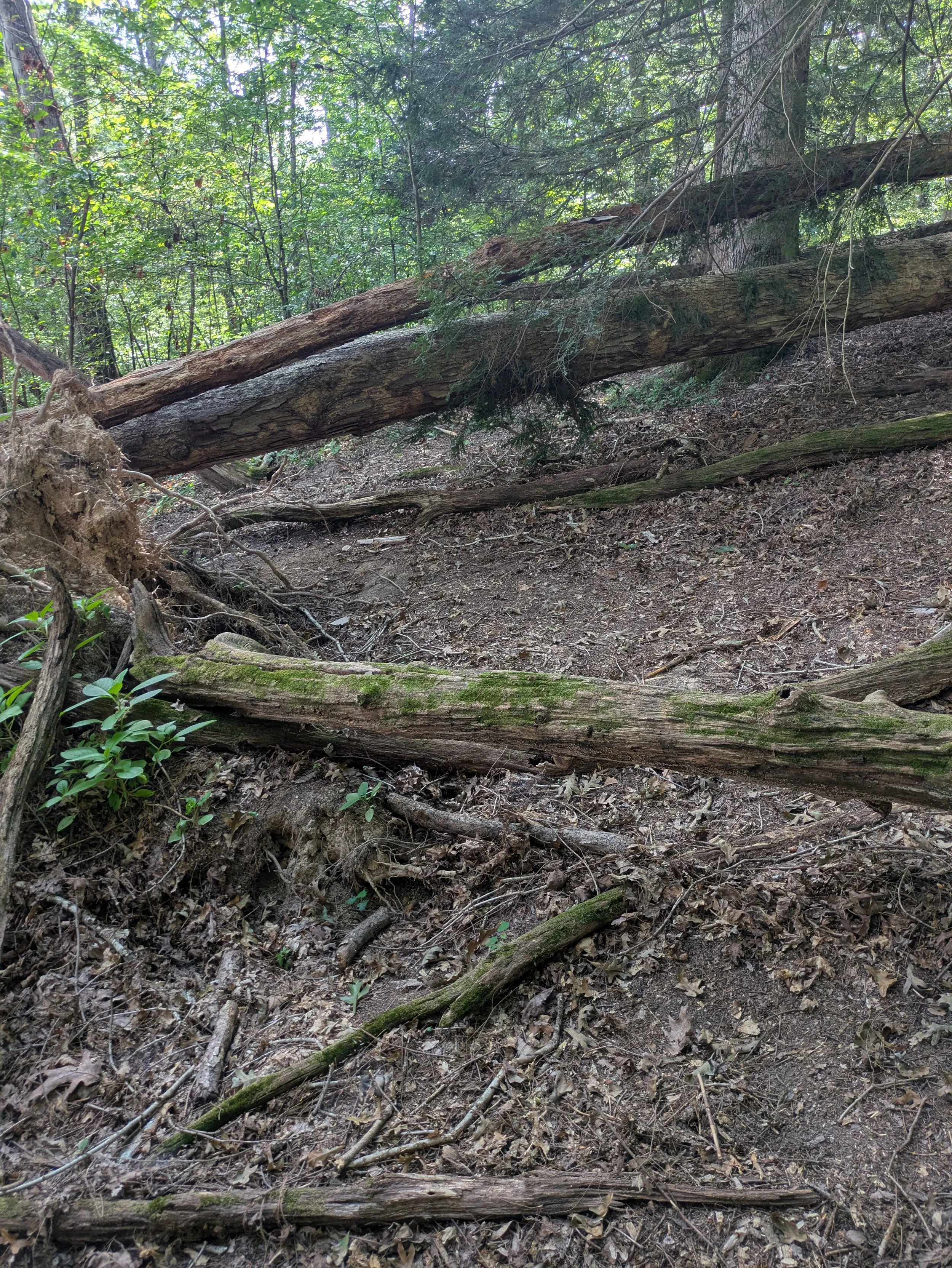 Fallen tree across a forest trail with surrounding leaves, branches, and undergrowth.