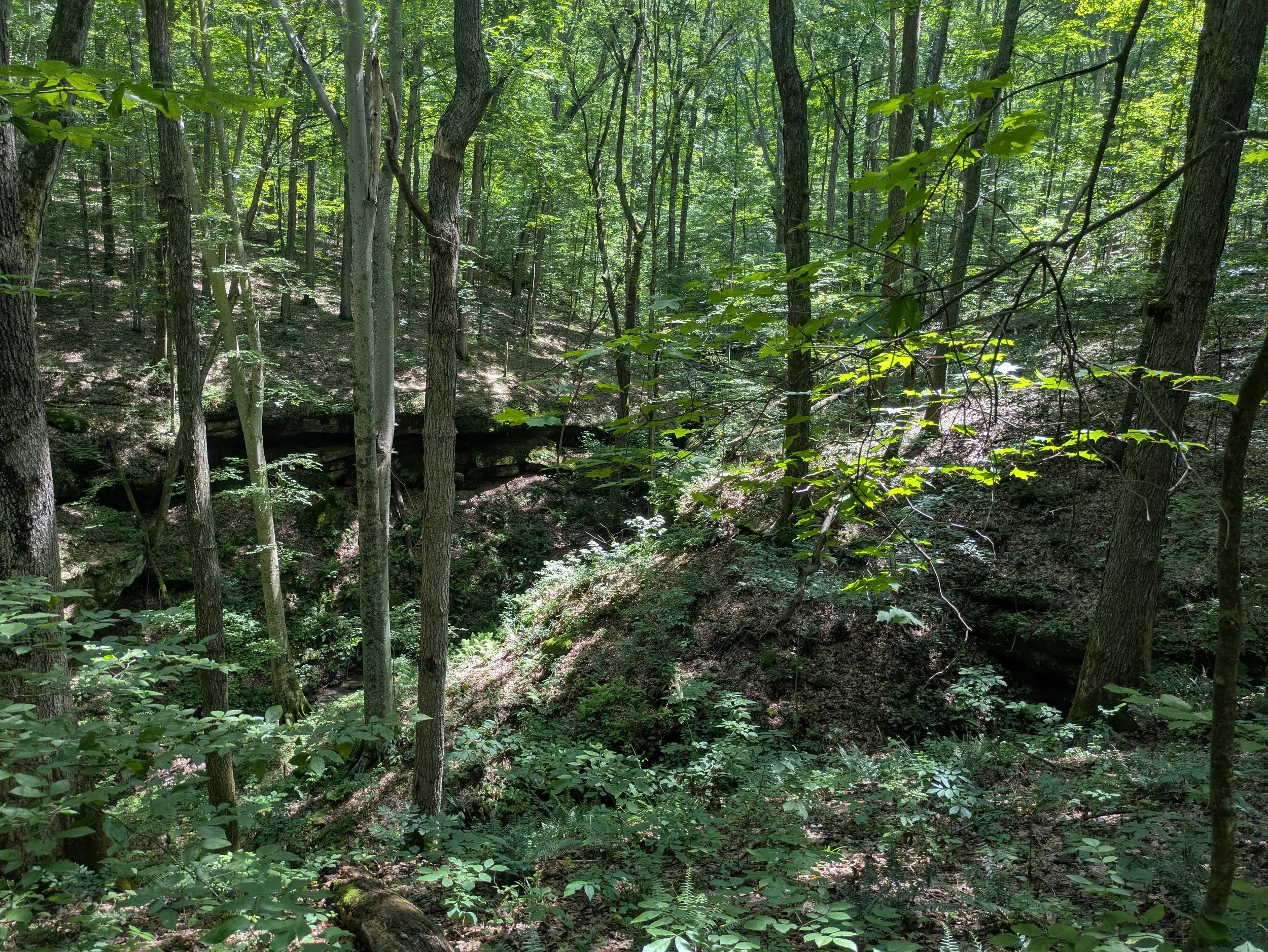 Dense green forest with tall trees and underbrush, sunlight filtering through the leaves.