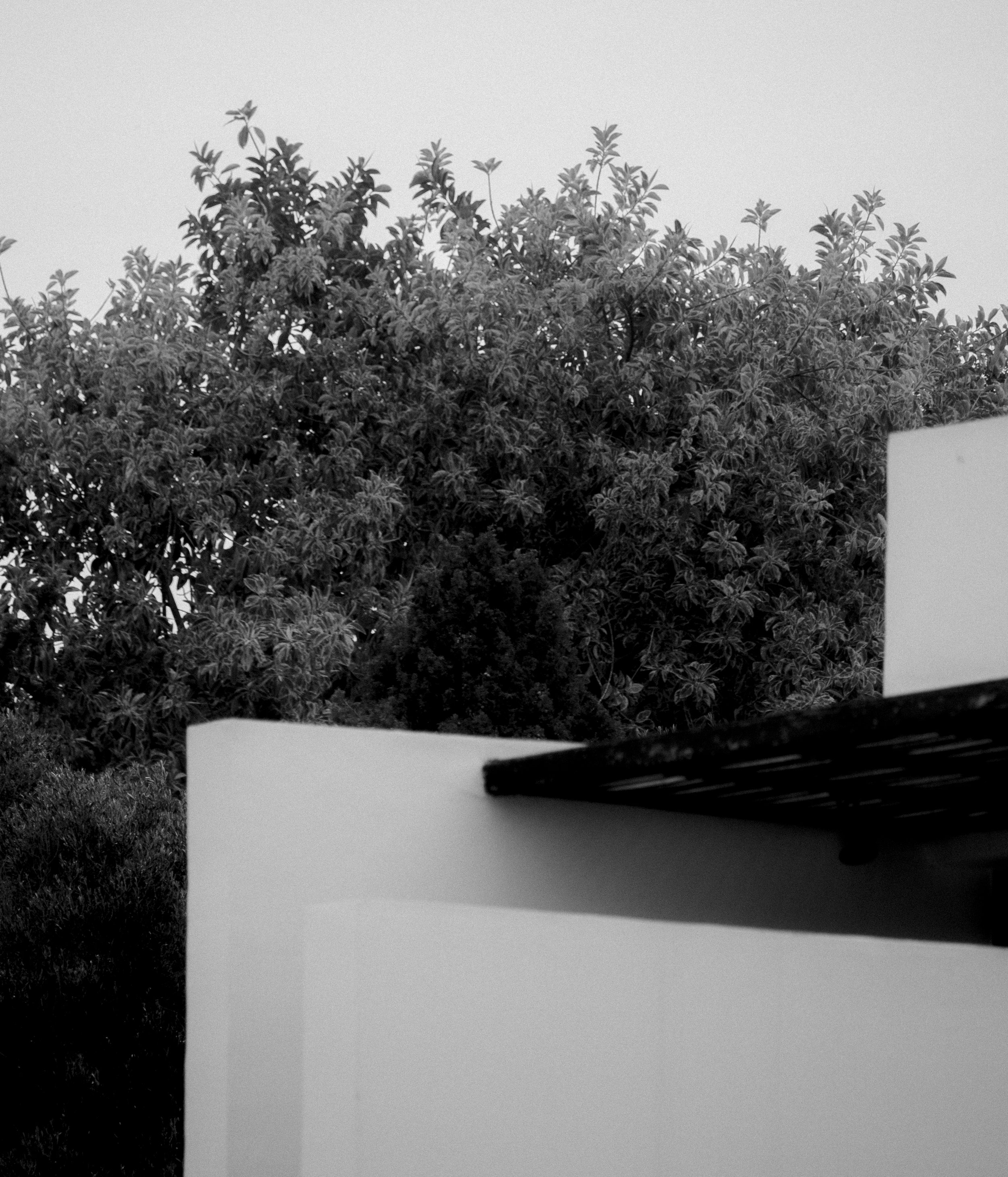 Black and white photograph of a dense tree with rounded leaves, viewed from below against a light sky, with part of a white and dark structure in the lower right.