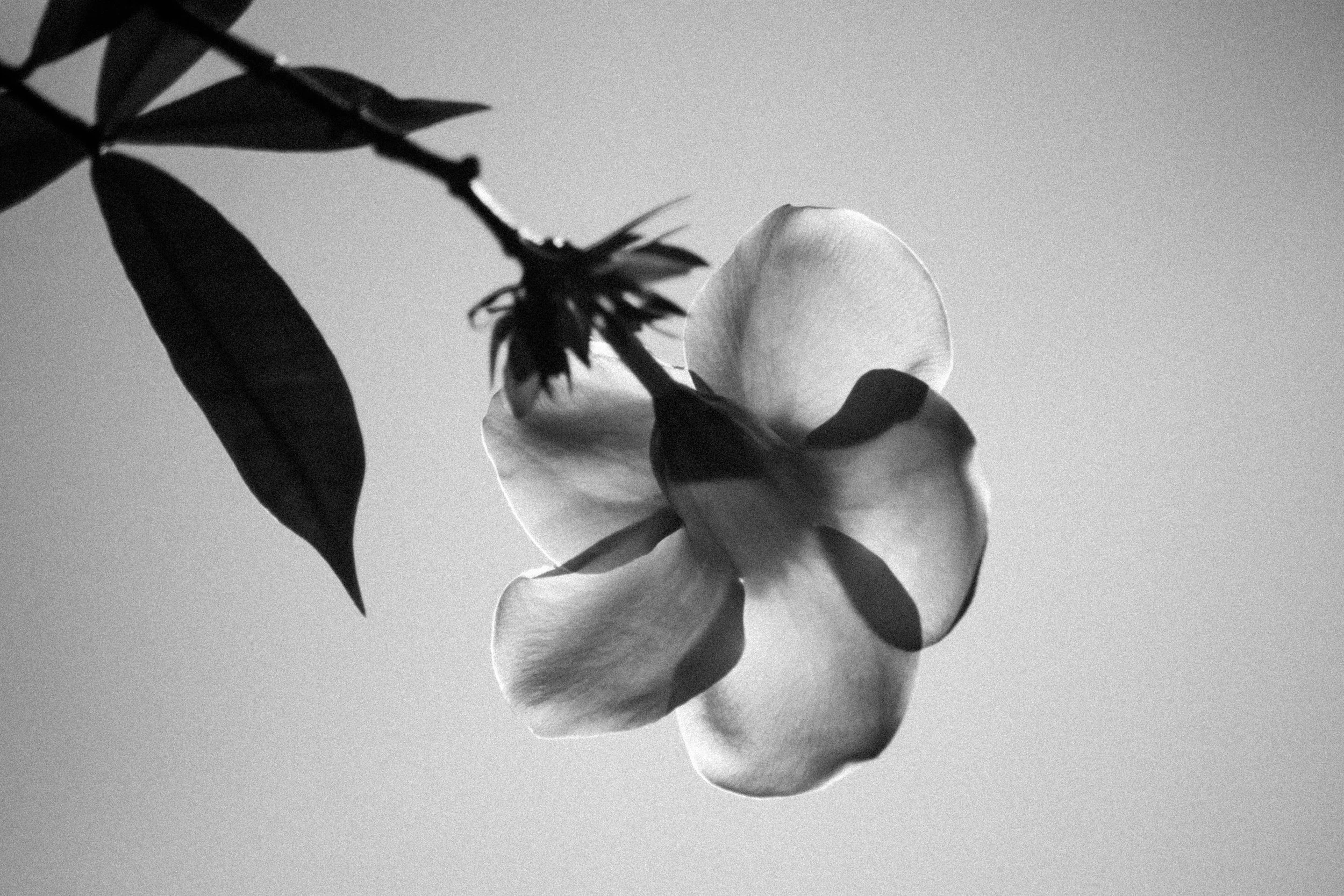 Black and white photograph of a flower with one large petal, with leaves and a stem in the foreground.