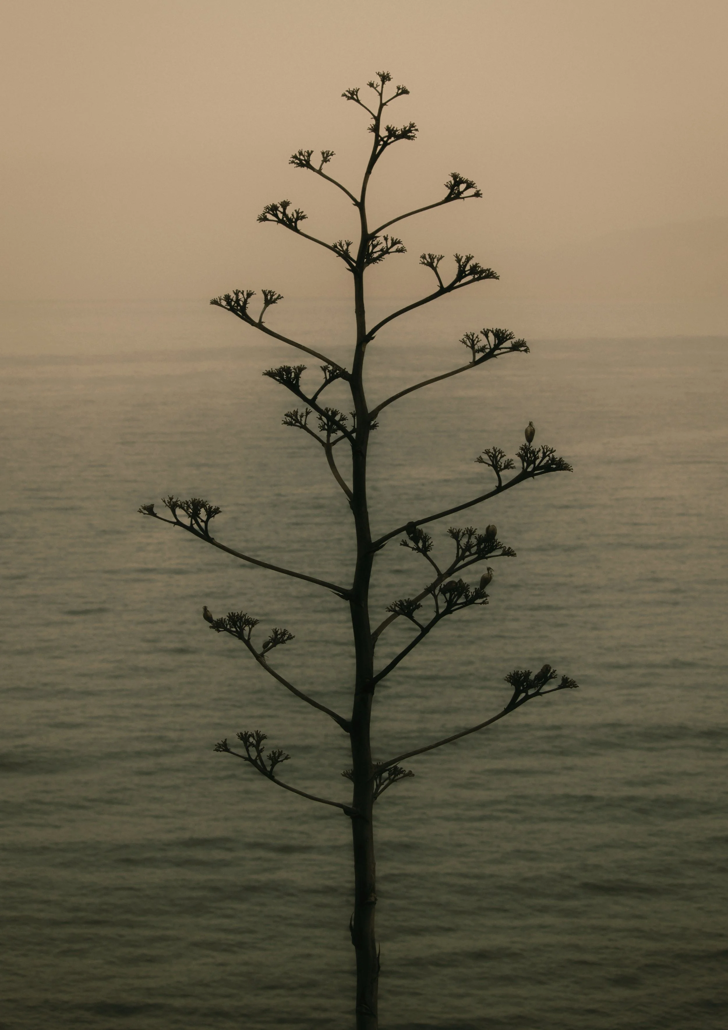 A silhouette of a plant with multiple branches and small leaf clusters, standing against a body of water with gentle waves at sunset or sunrise.