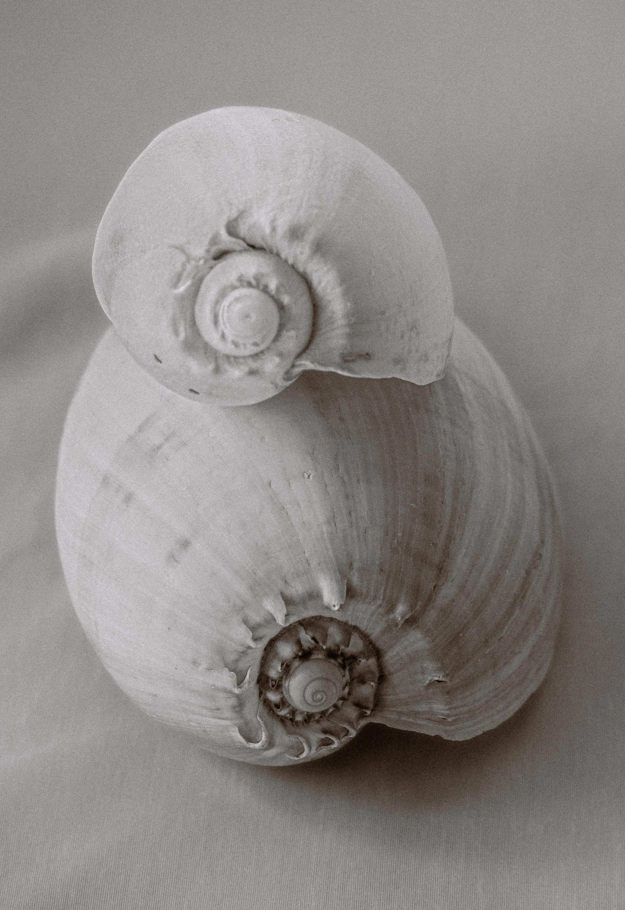 Close-up of two scallop shells, one open and one closed, on a light surface.