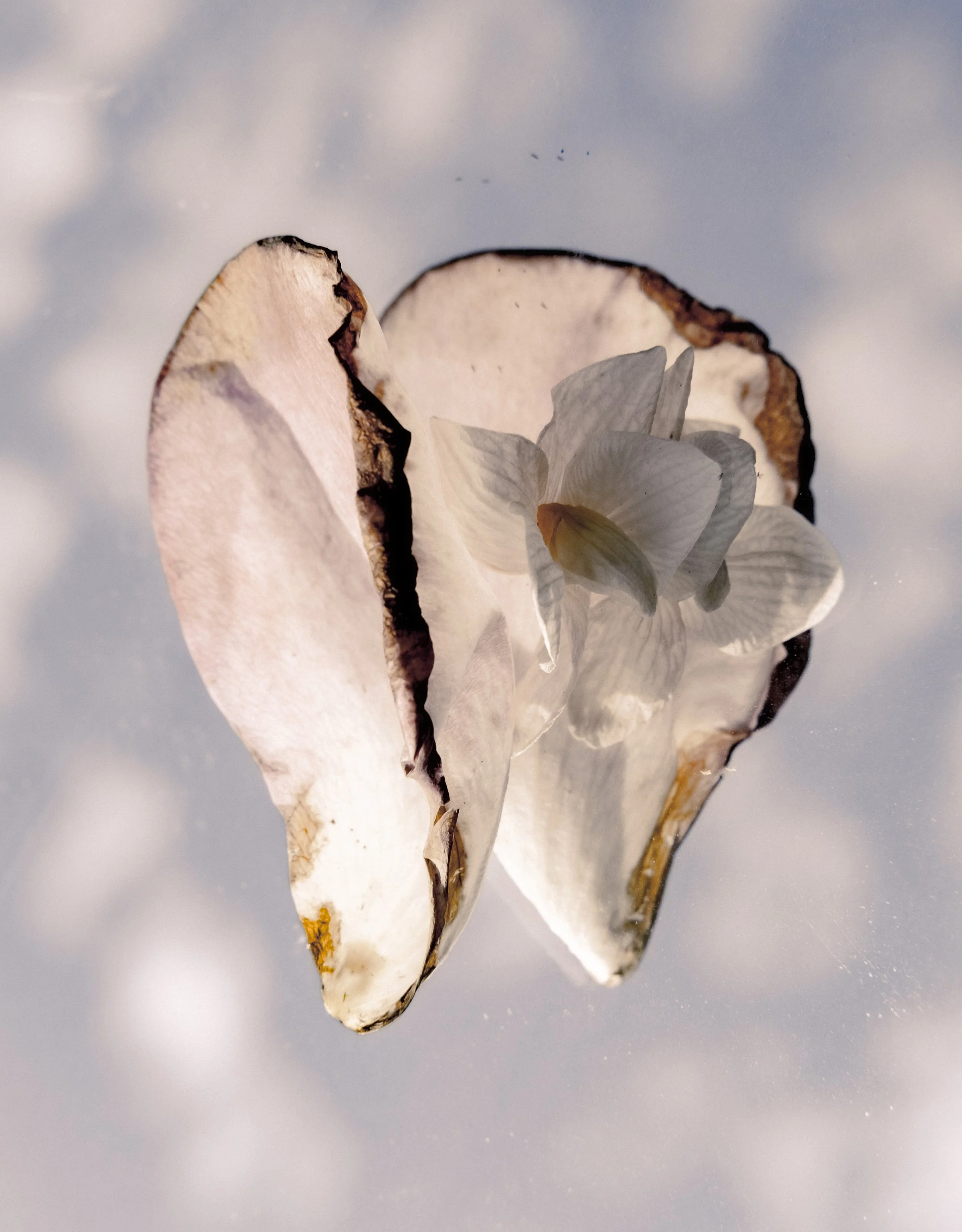 Close-up of a fallen oyster shell with a white flower inside, set against a cloudy sky background.