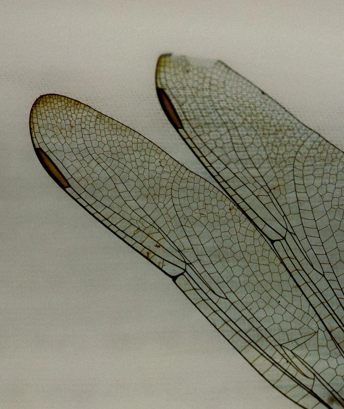Close-up of two transparent dragonfly wings showcasing intricate vein patterns against a plain background.