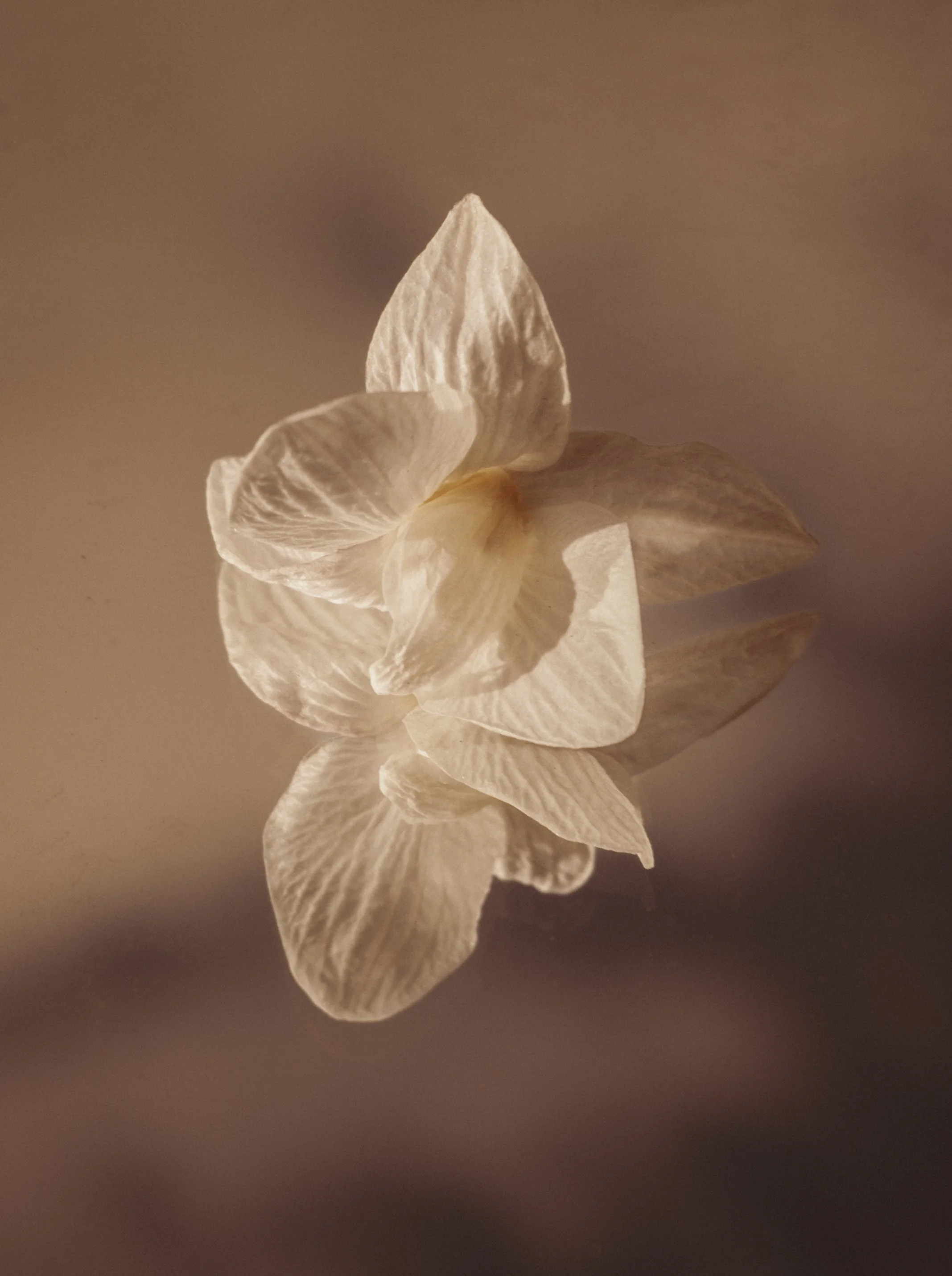 A dried, beige flower with translucent petals, reflected on a smooth surface against a brown background.