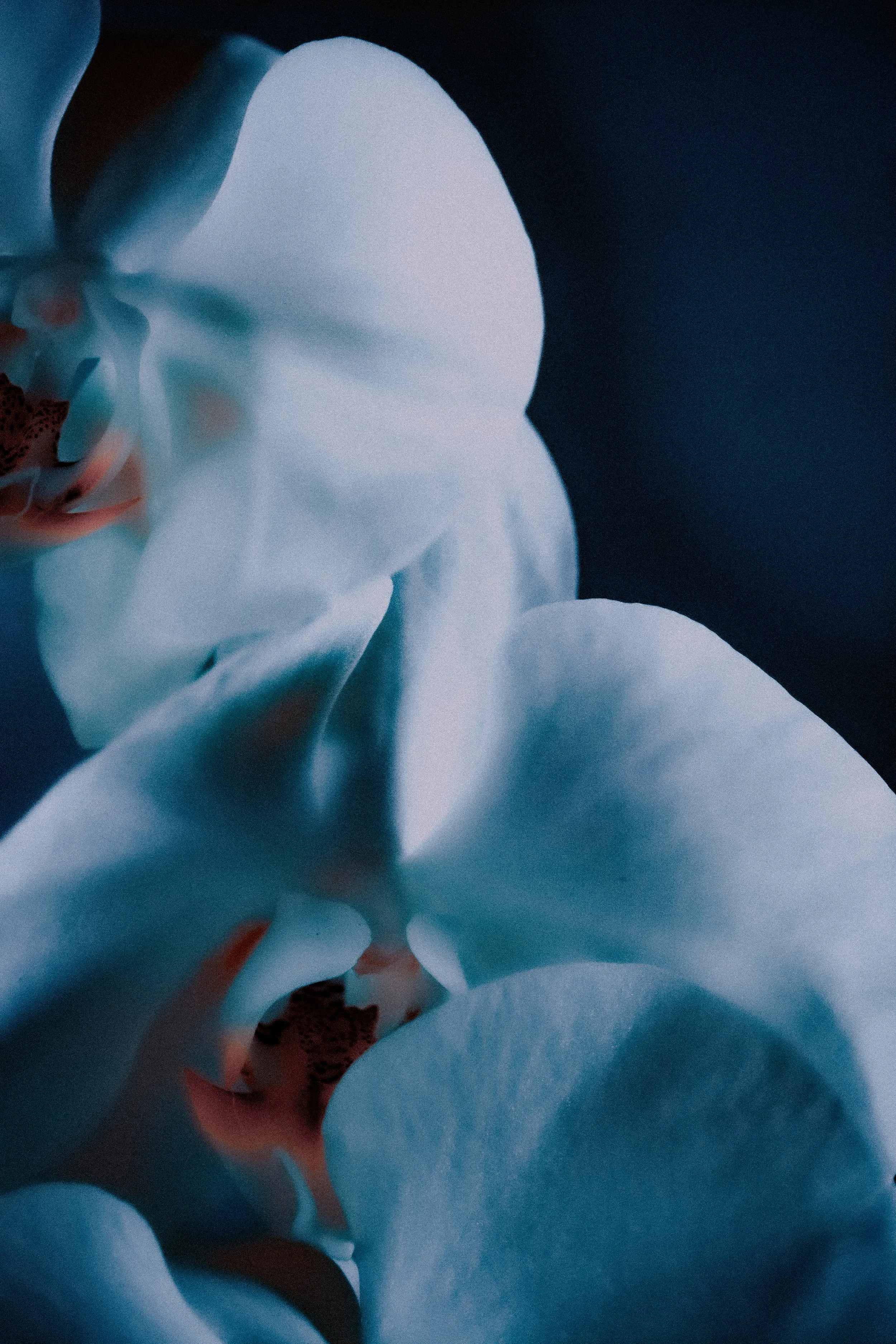 Blue Orchid
