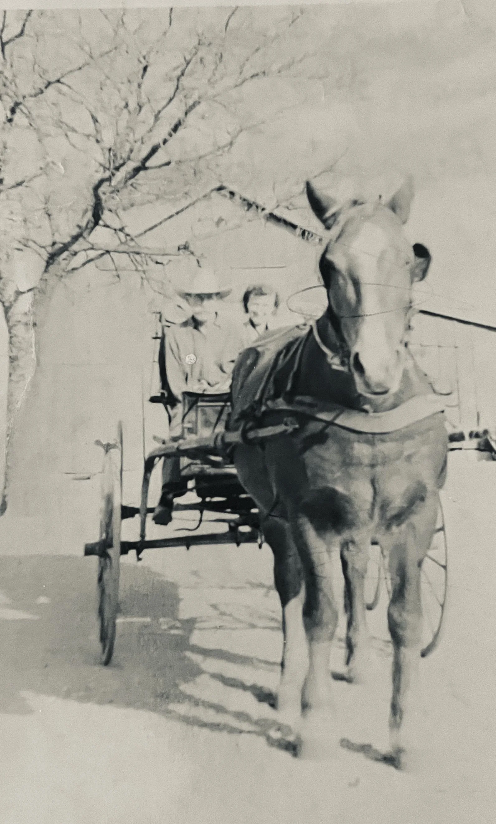 Daisy hitched to the buggy