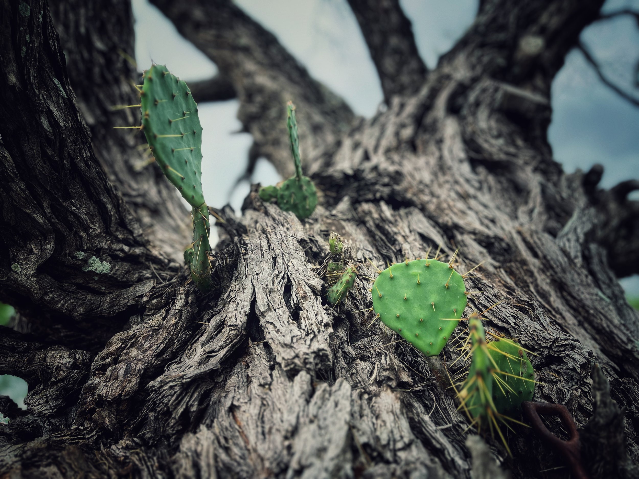 Cactus growing on a mesquite tree