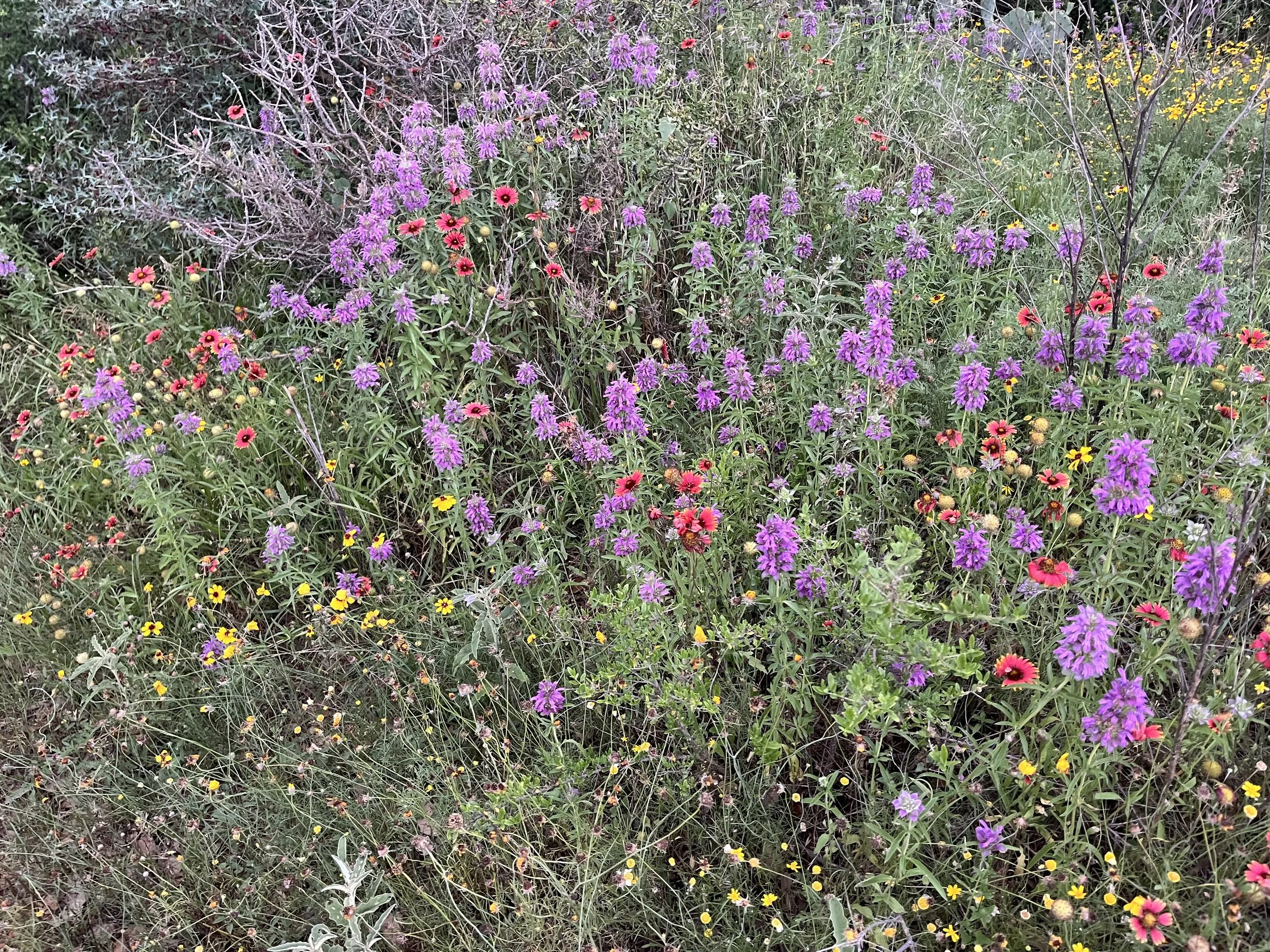 Wildflowers