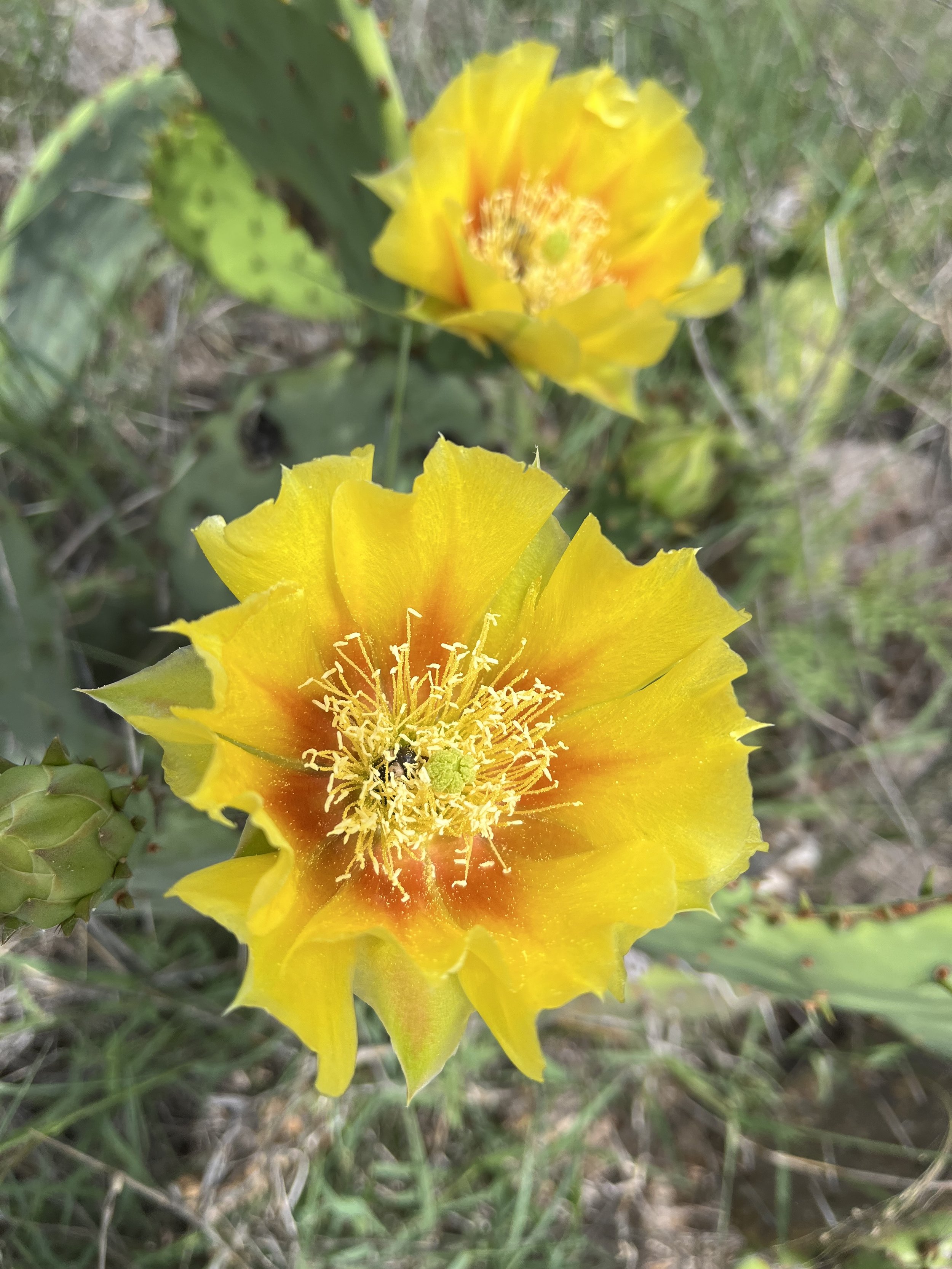 Prickly Pear in flower
