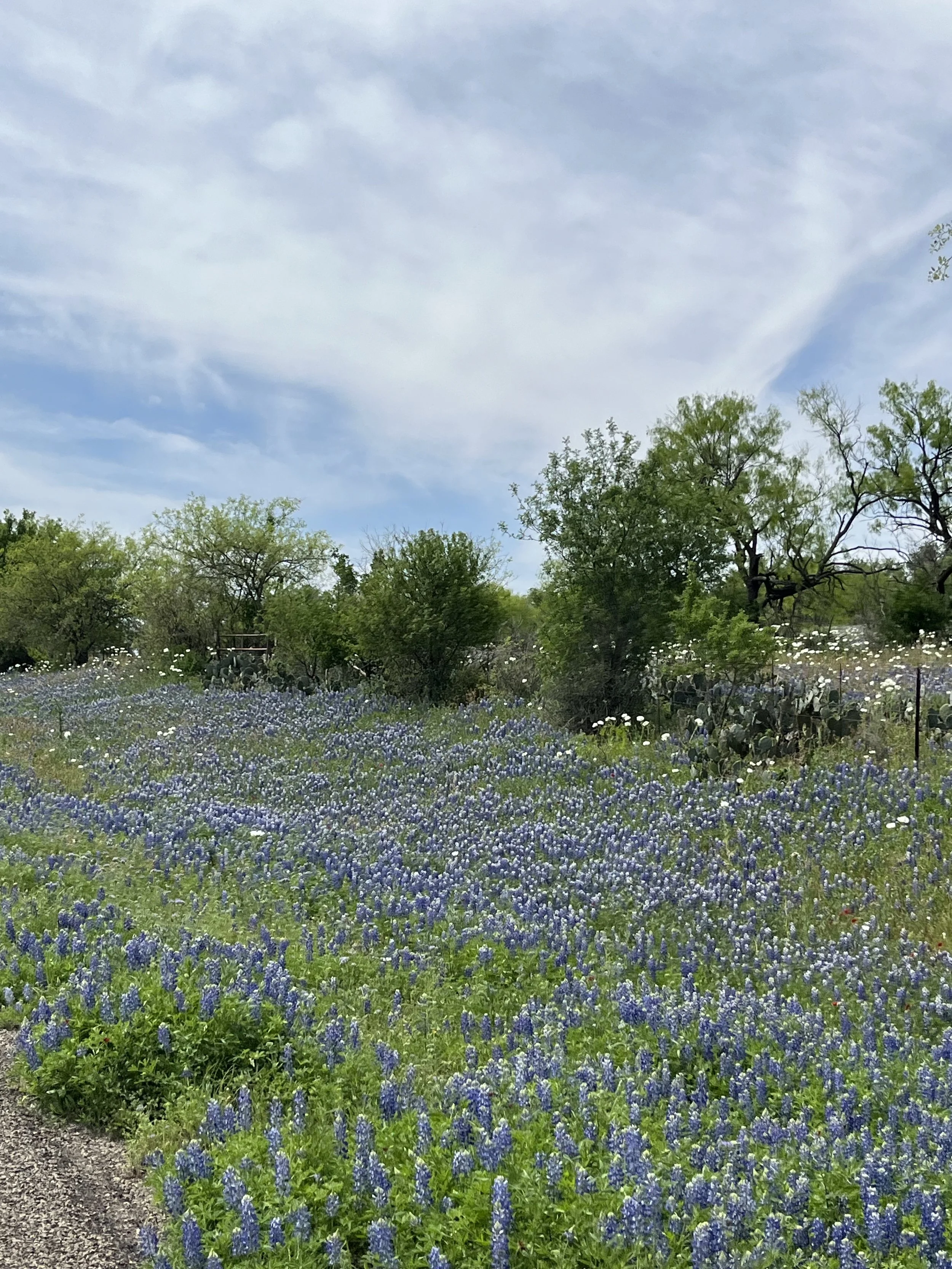Bluebonnets