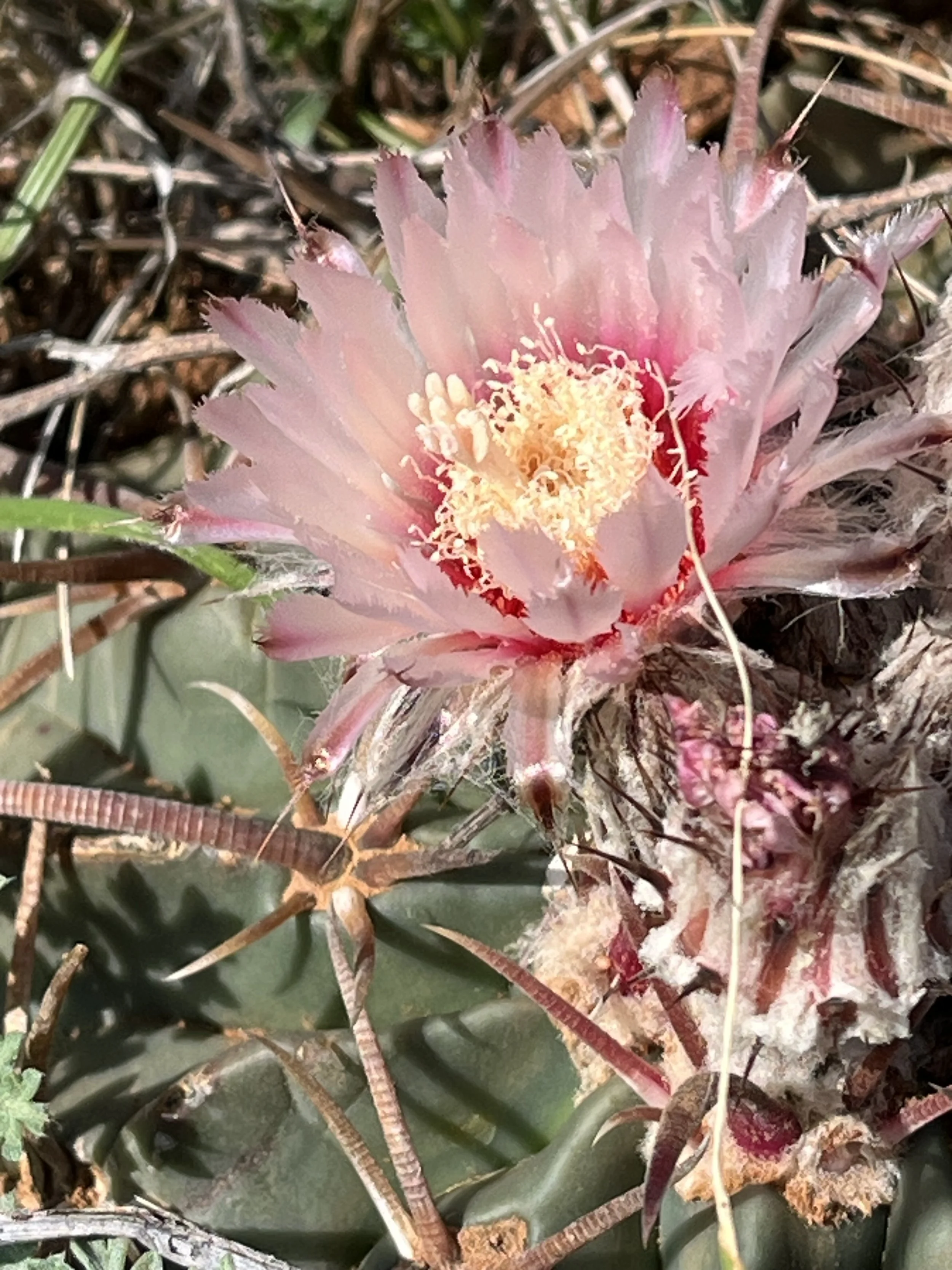 Pink cactus flower