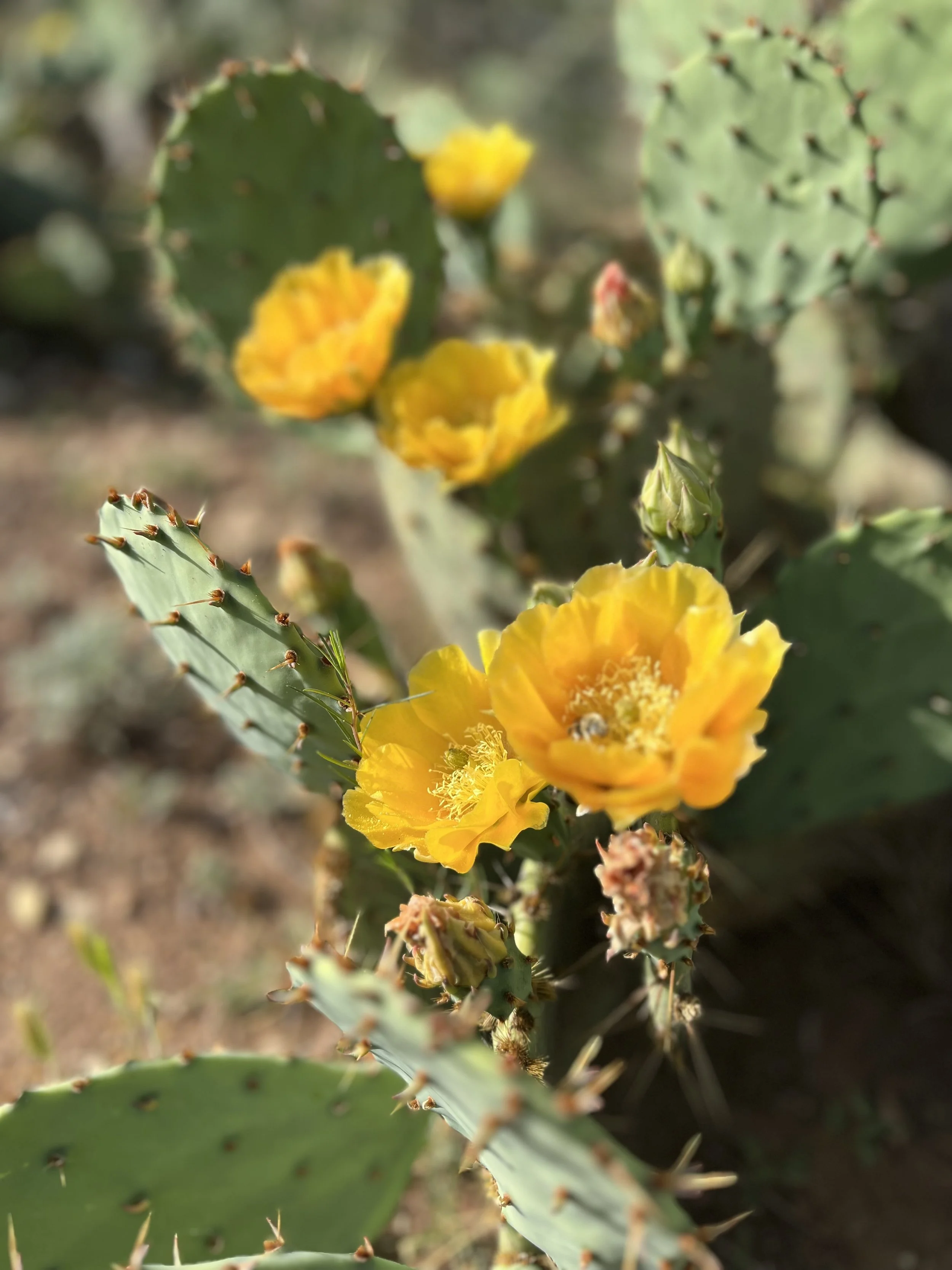 Cactus blooms