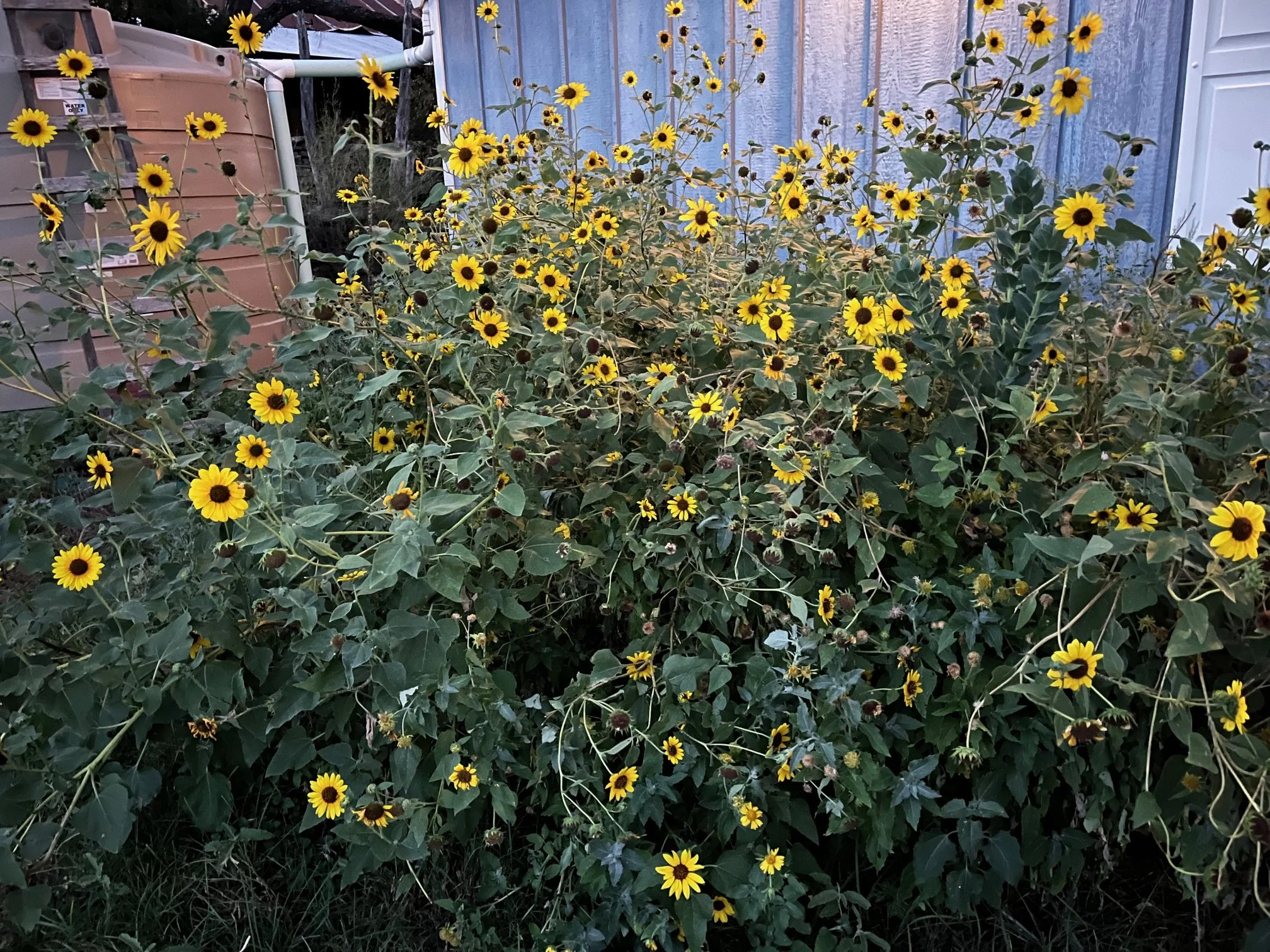 Sunflowers