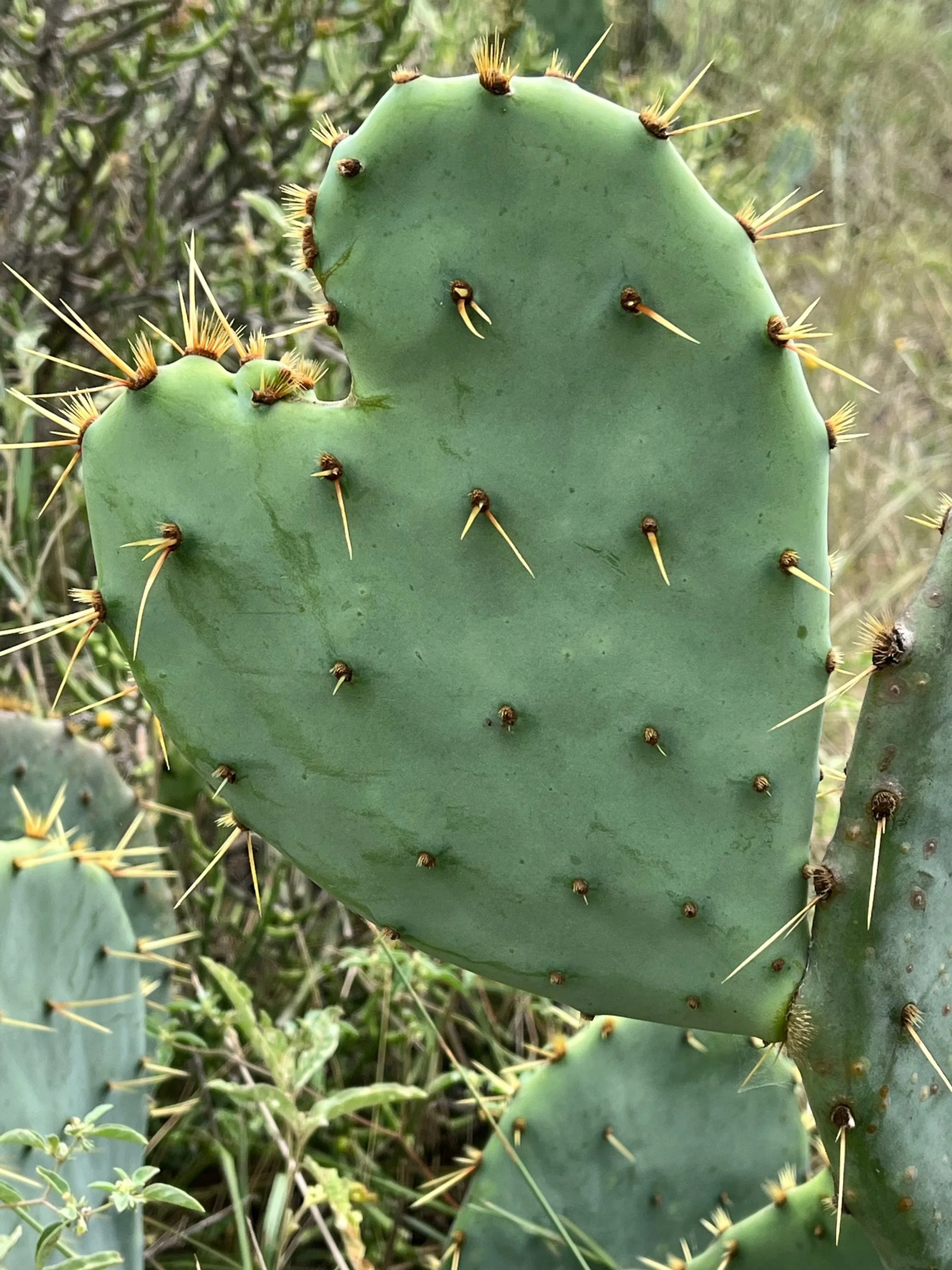 Prickly Heart