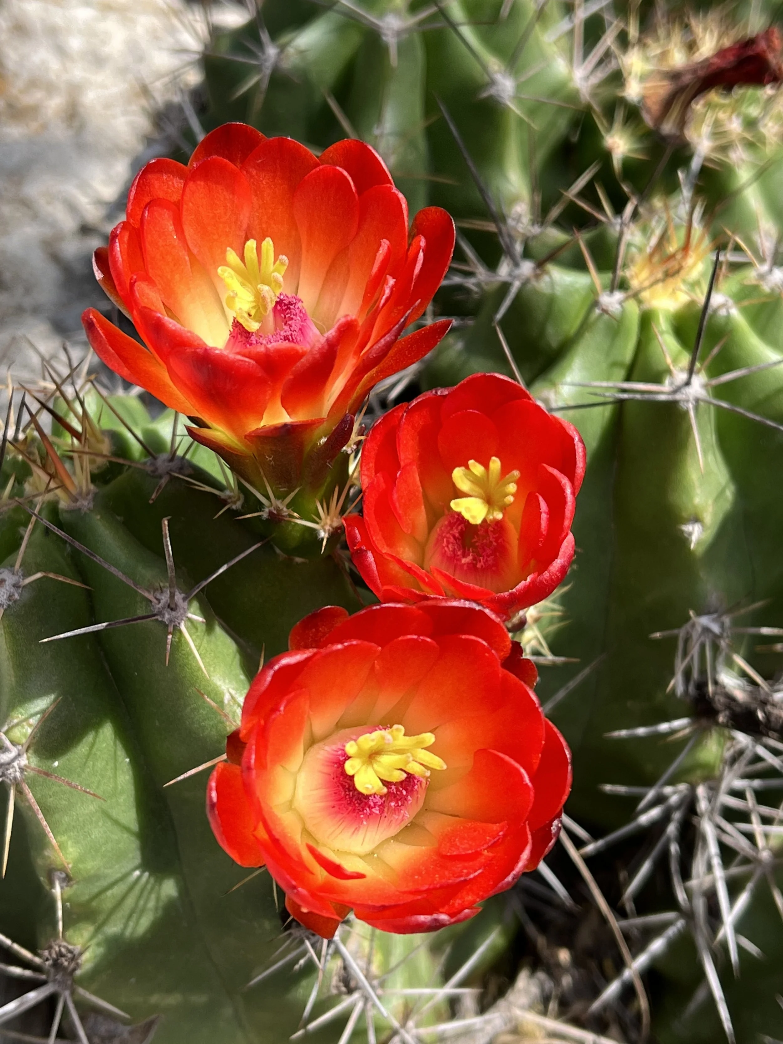 Vibrant red cactus blooms