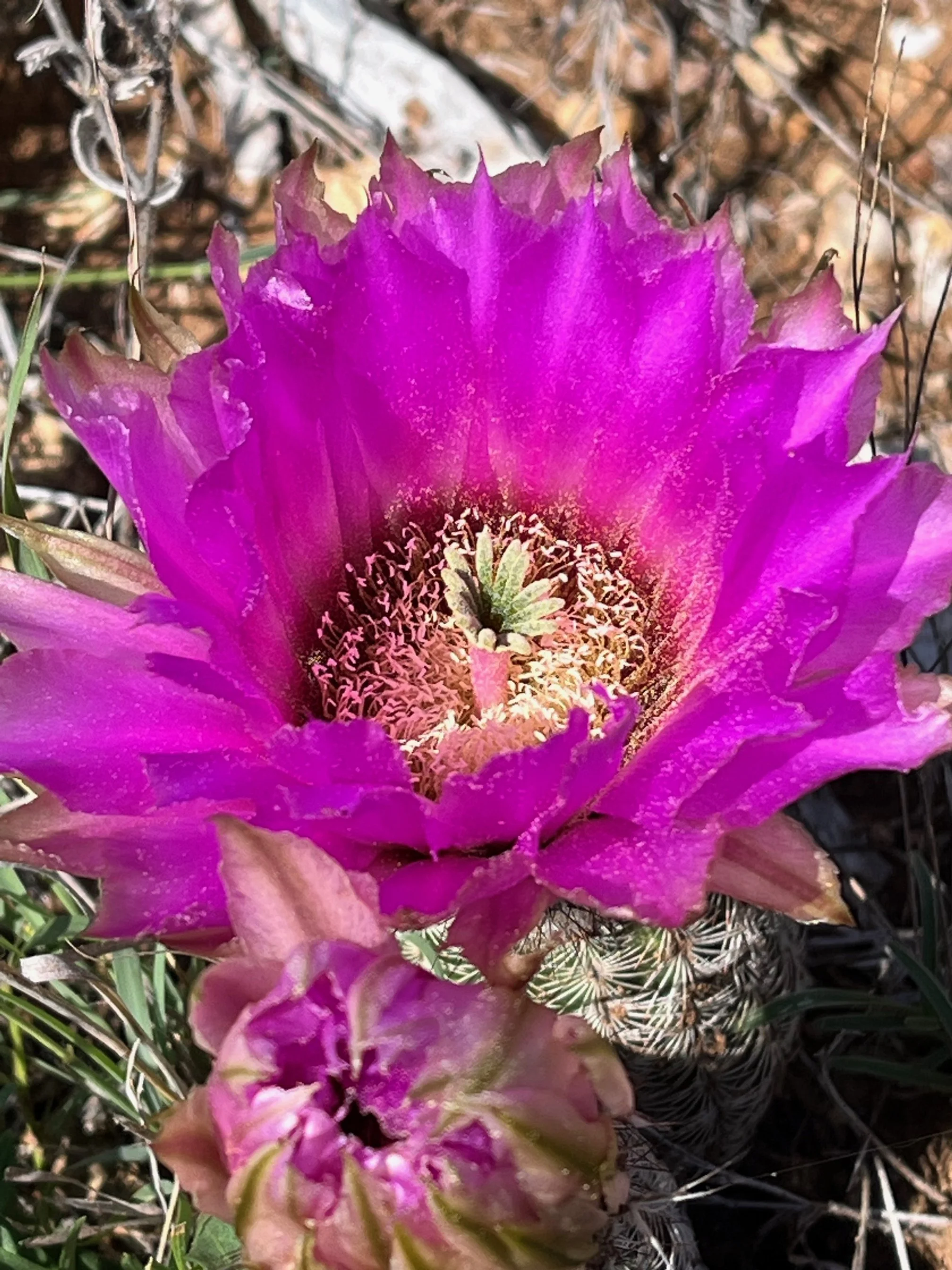 Violet cactus bloom