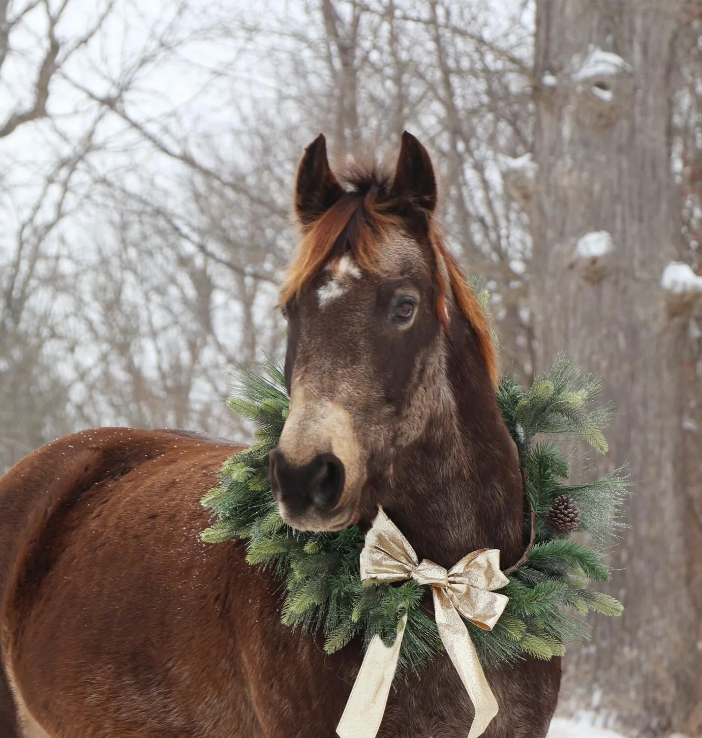 For sale: Meet Tommy he is a unique sooty buckskin in color. Who wants a person to be his best friend. If you even walk towards his pasture he will trot right up to the gait to greet you and will follow you around with out a lead rope. Tommy adores a