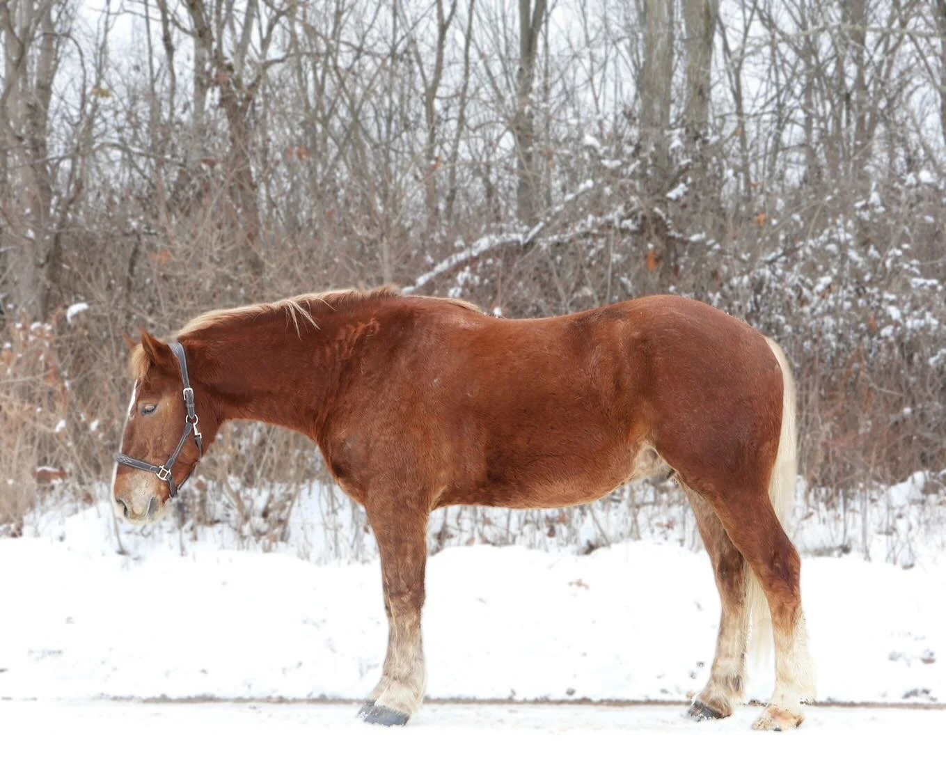 For Sale: Blackstone&rsquo;s Copper, or Copper as we call him around the farm. He is the kind of horse that turns heads wherever he goes. This stunning boy is 4 years old, and stands 16.2hh! He is dapple chestnut in color with a flaxen mane and tail!