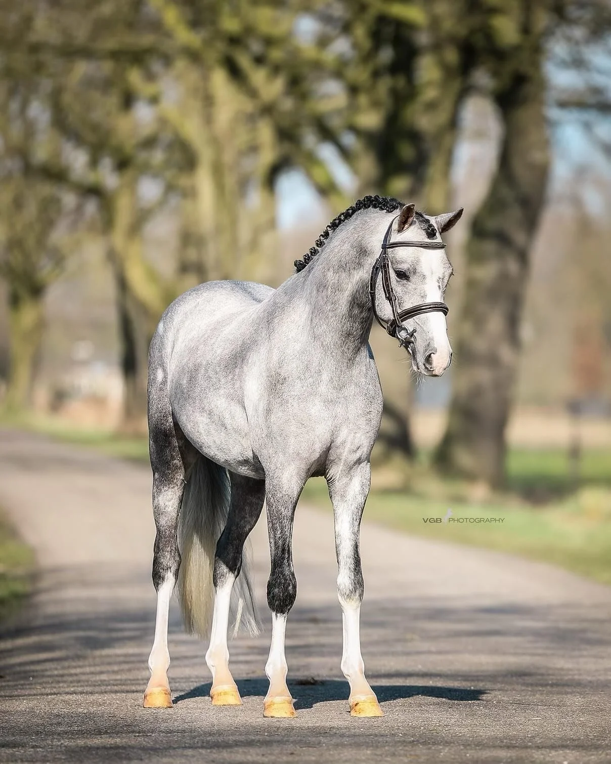 Congratulations to Julia Boychuk on her purchase of this beautiful young import. We can&rsquo;t wait to watch what you do with this 3 yr old!