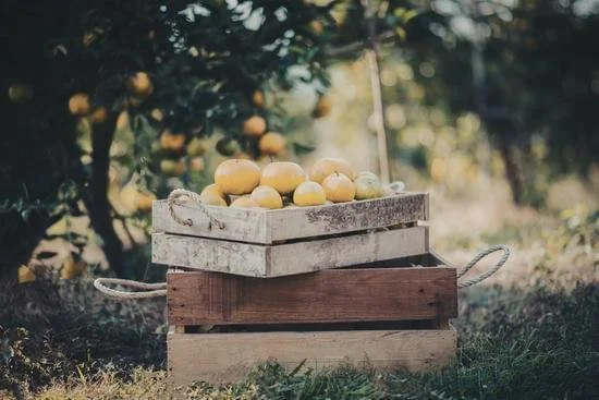 Two stacked crates filled with lemons, sitting under lemon trees.