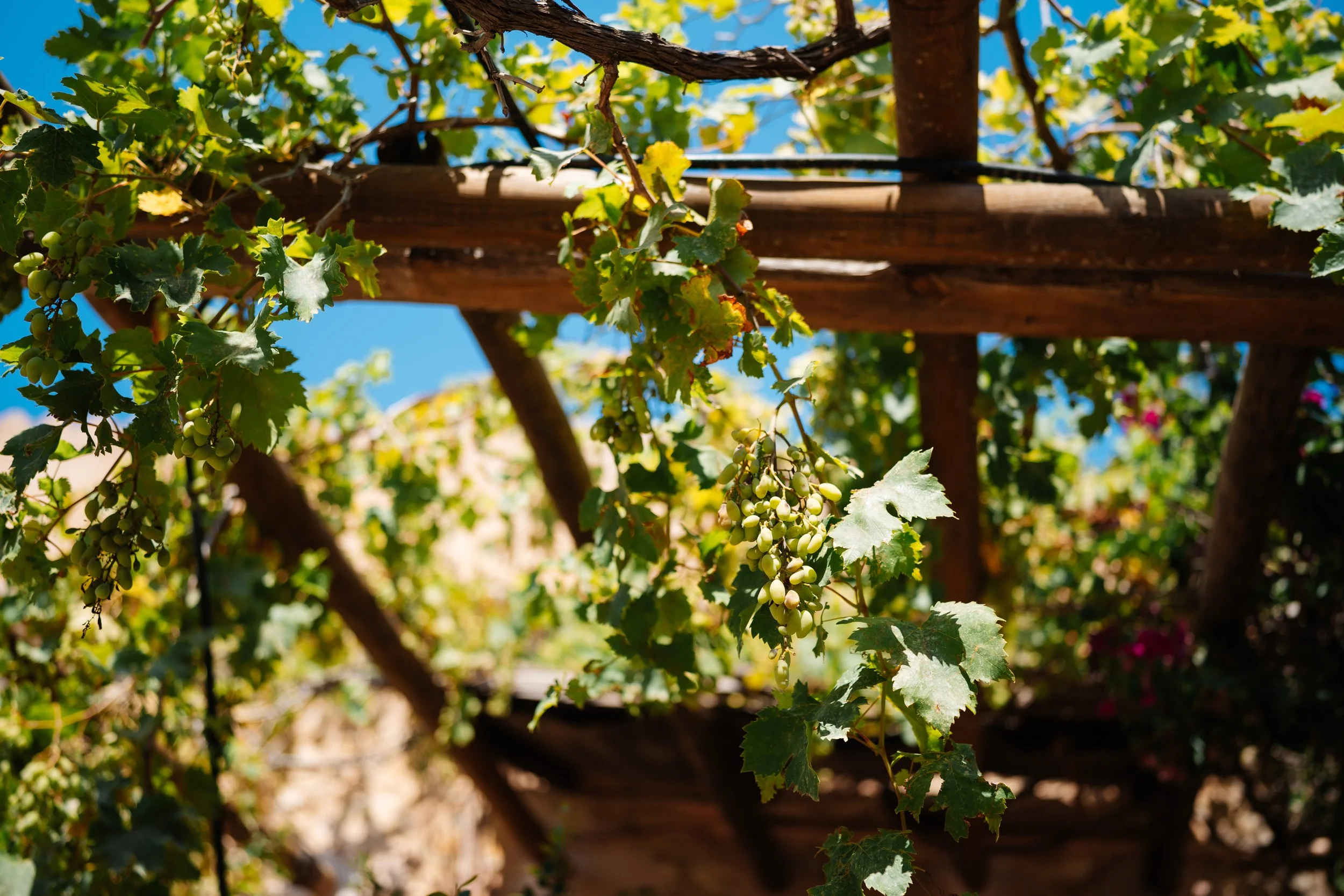 Sunlit grapevines growing beneath a wooden pergola in a Mediterranean vineyard.