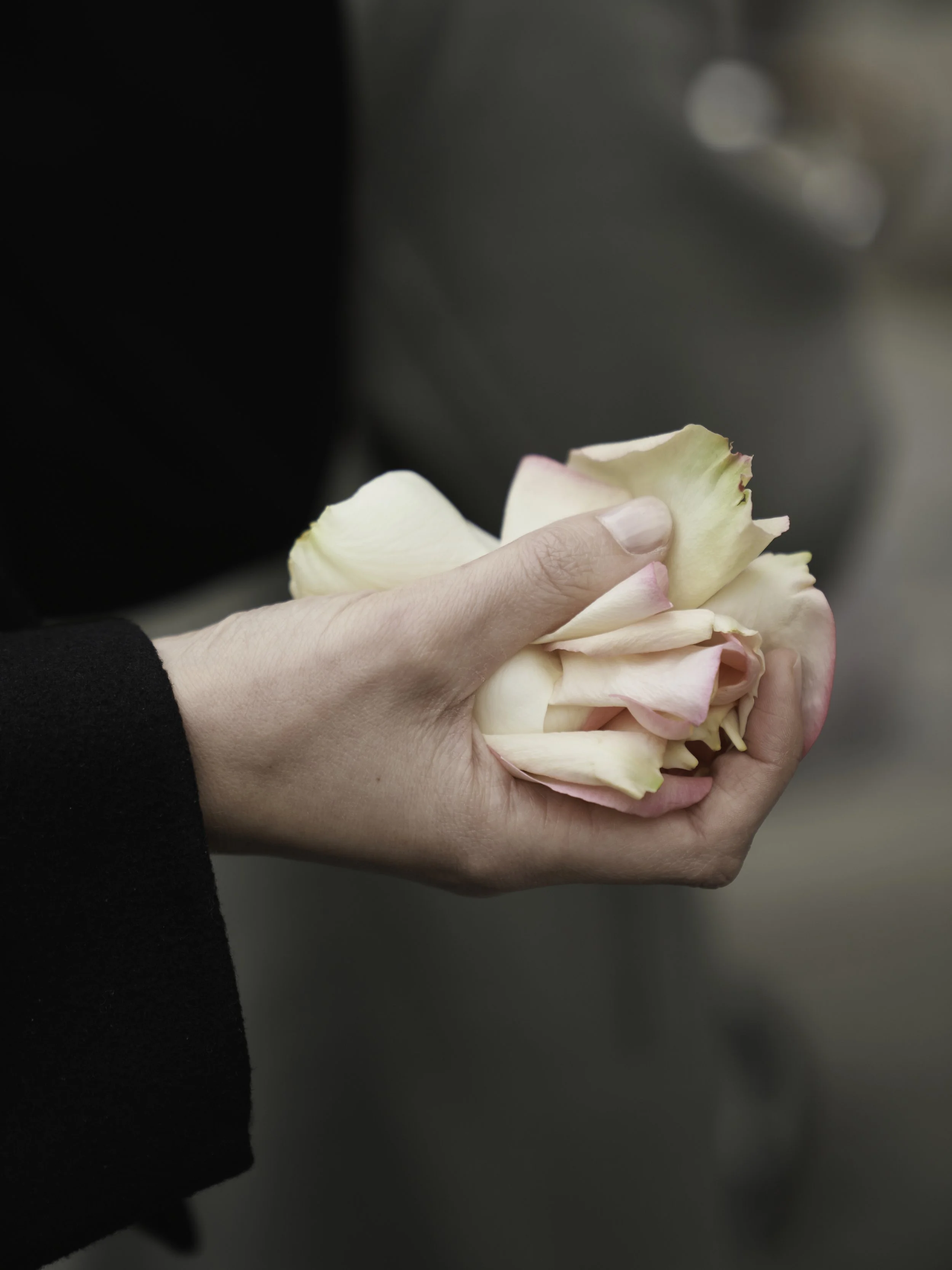 Hände halten eine Vielzahl von rosa-weißen Rosenblüten.