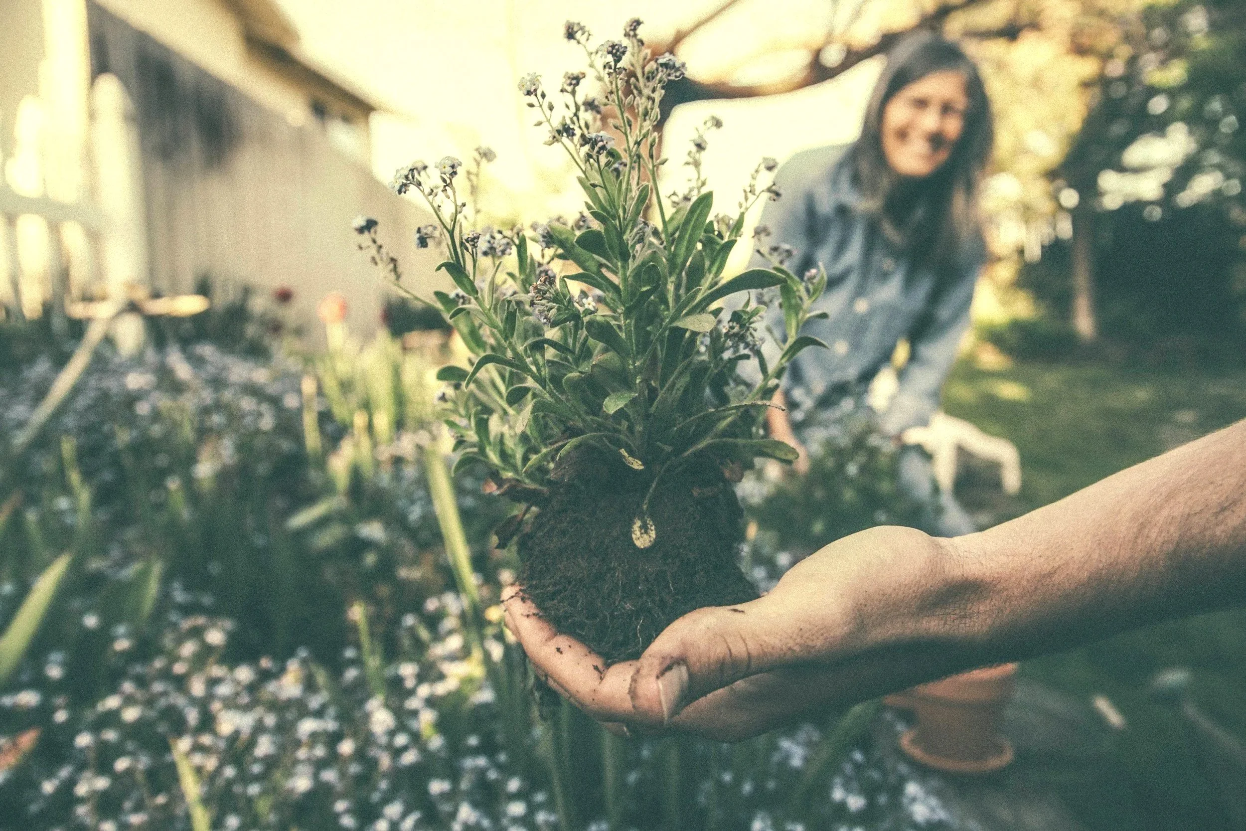 Eine Person pflanzt eine grüne Pflanze in die Erde, die Blätter und kleine Blüten hat, im Freien bei Sonnenlicht.