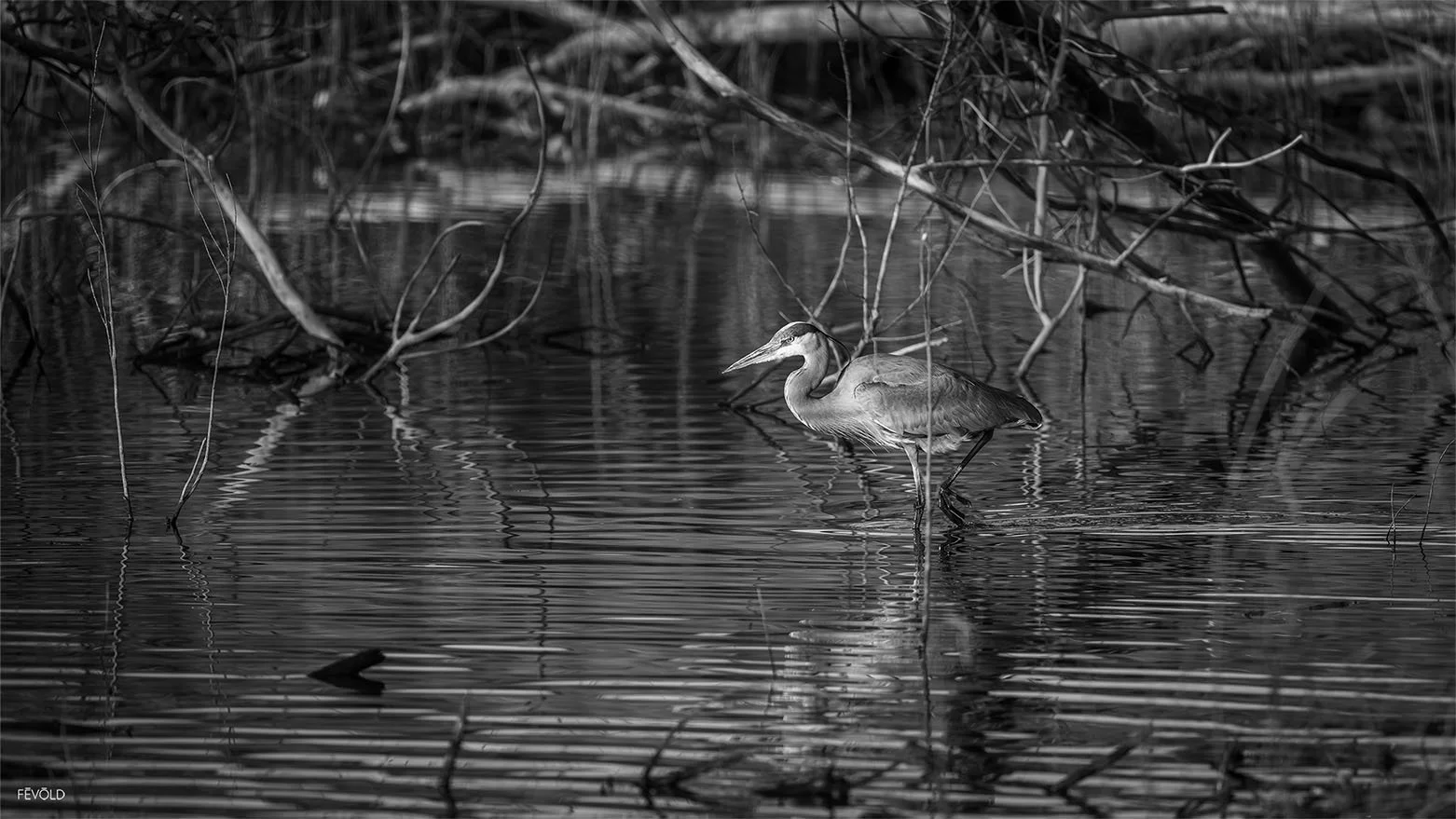 In Silence It It Hunts (small).jpg