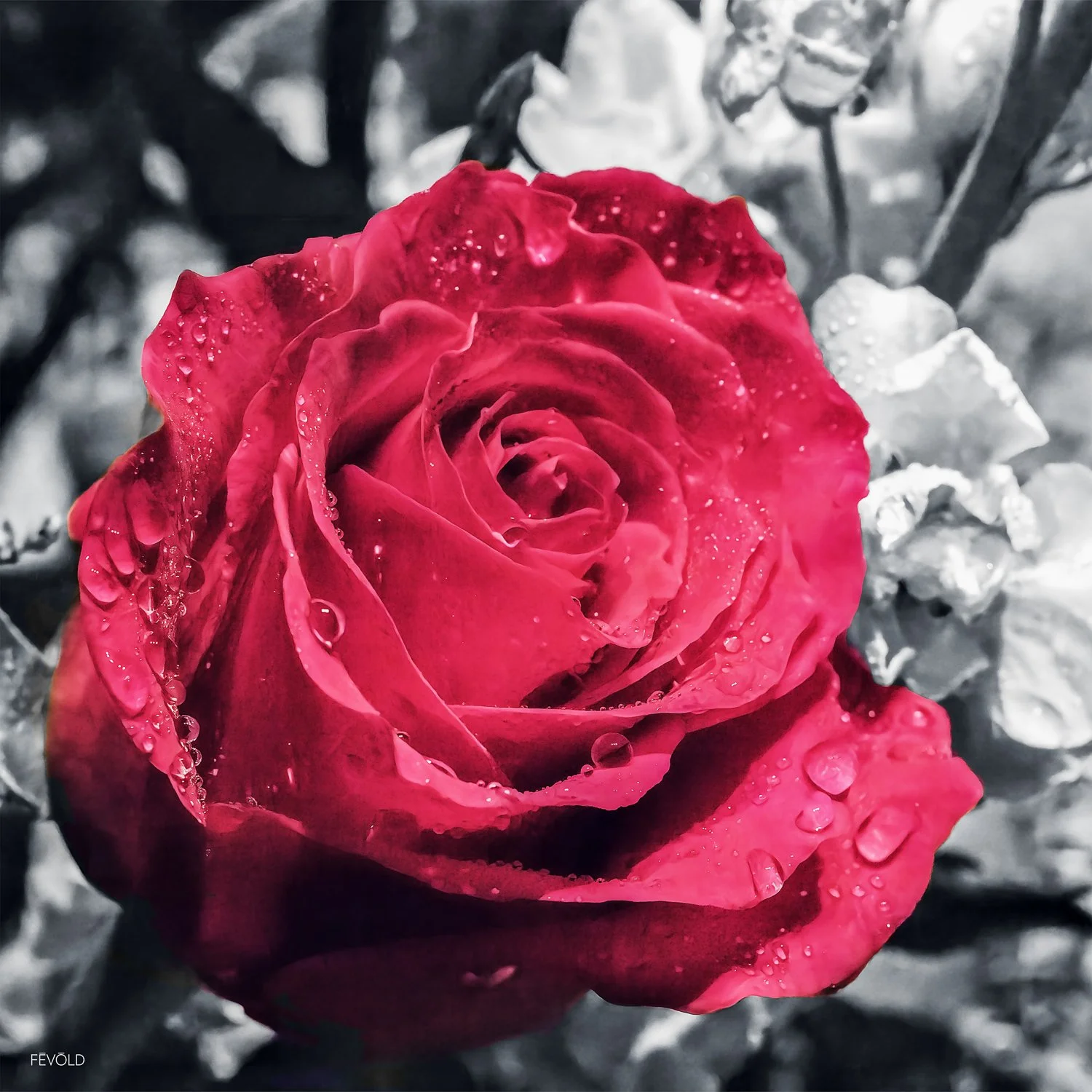 A Symbol Of Love.jpg