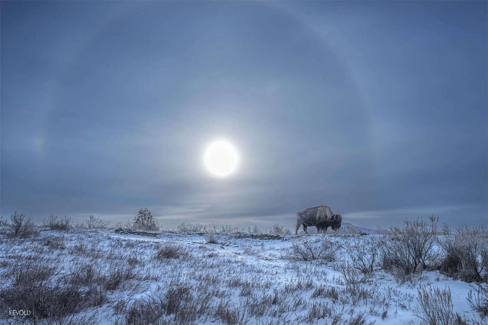 Frozen Skies (small).jpg