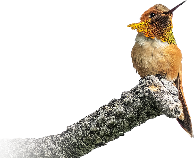 A hummingbird perched on a textured tree branch, with its head tilted upward.