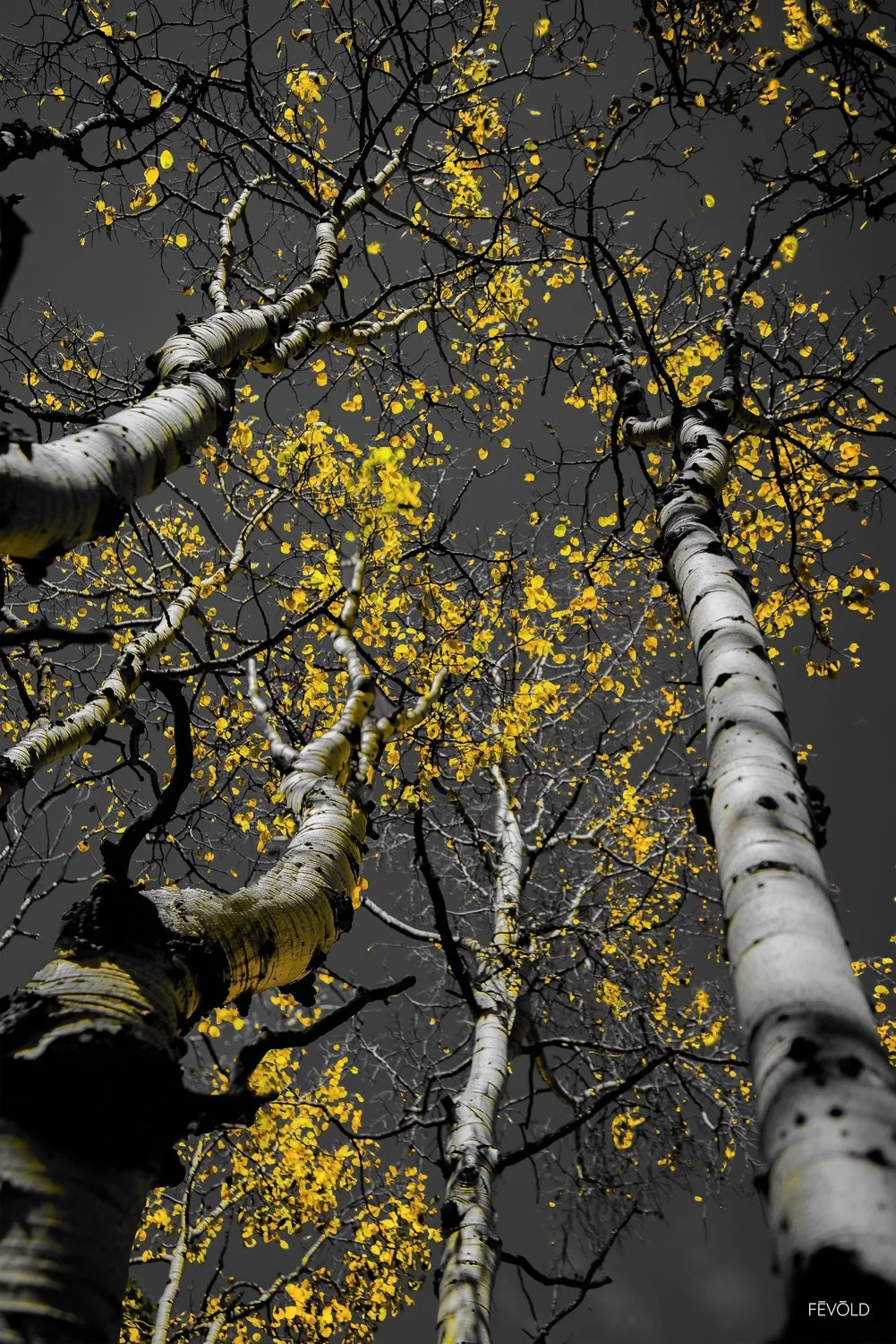 Golden Stars Of Autumn.jpg