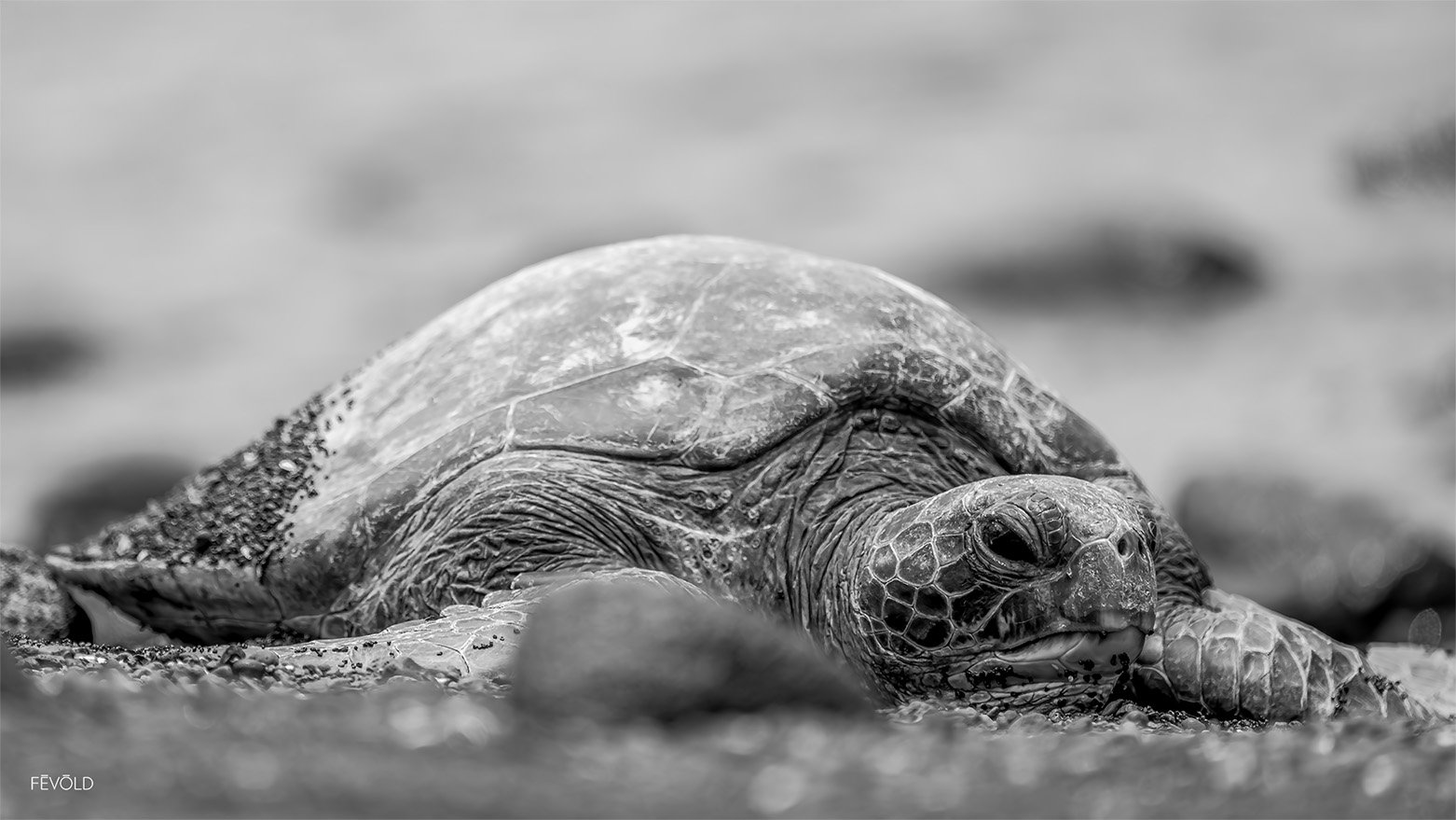 Rock'n Out At Panalu'u Beach, Hawaii (small).jpg