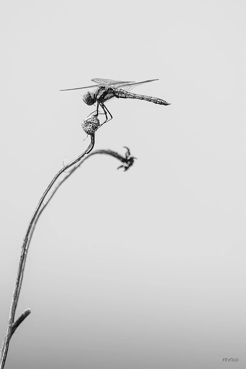 Flora + Fauna.jpg