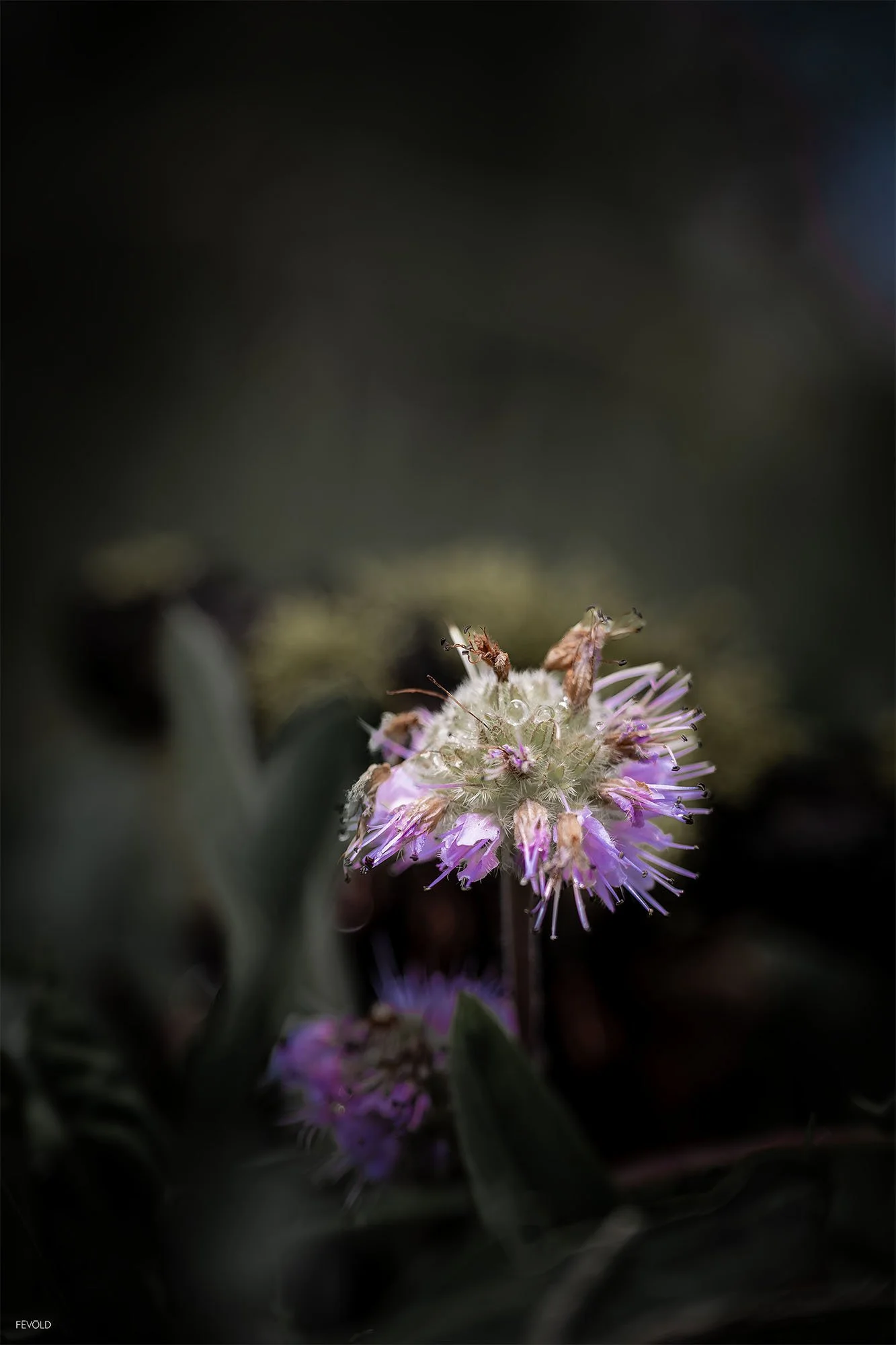 Emerging From The Shadows copy (small).jpg