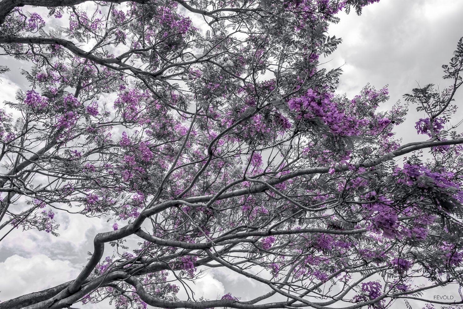 Blue Jacaranda In Bloom.jpg