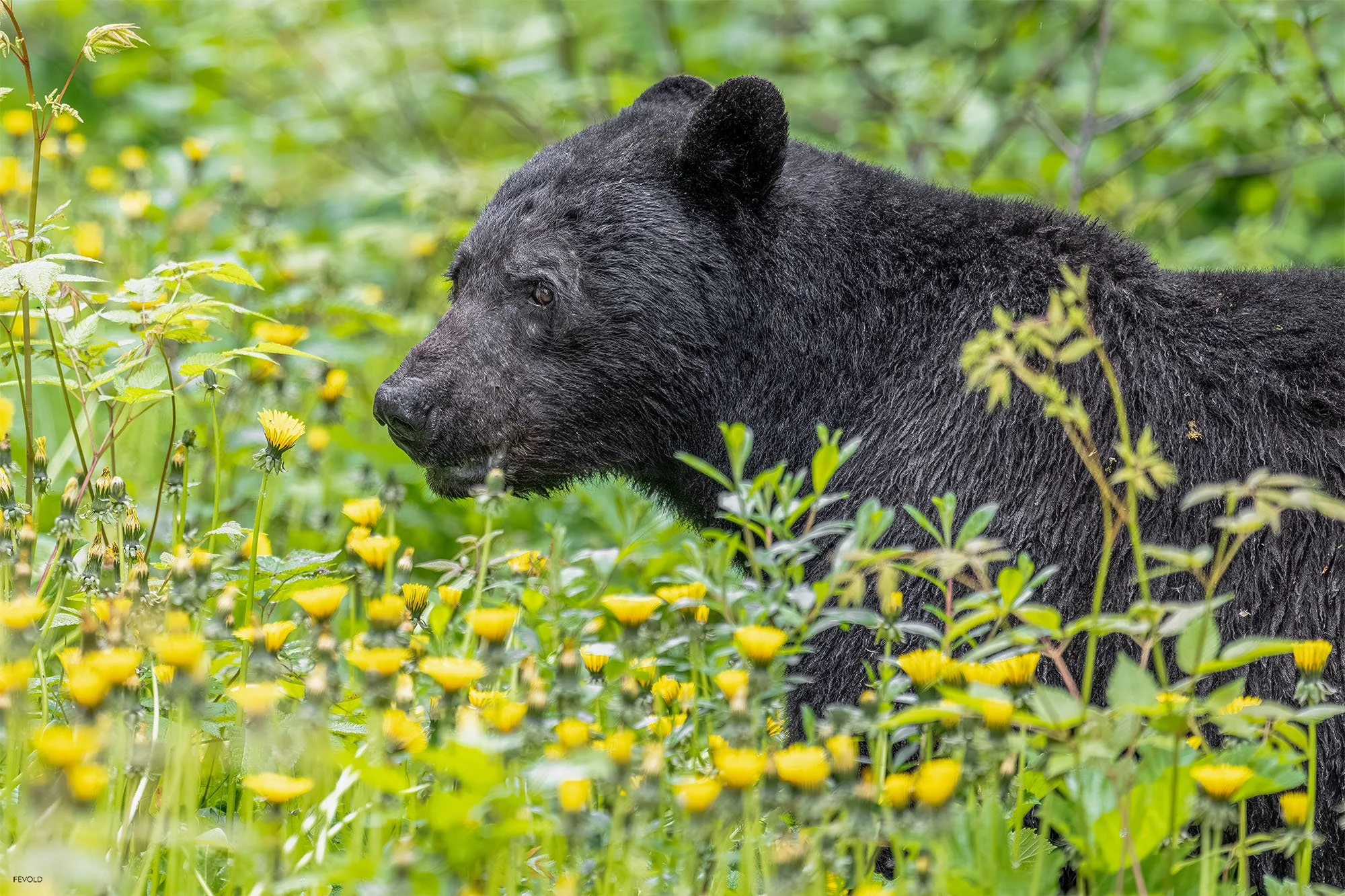 Roaming The Rain Forests Of Juneau, Alaska.jpg