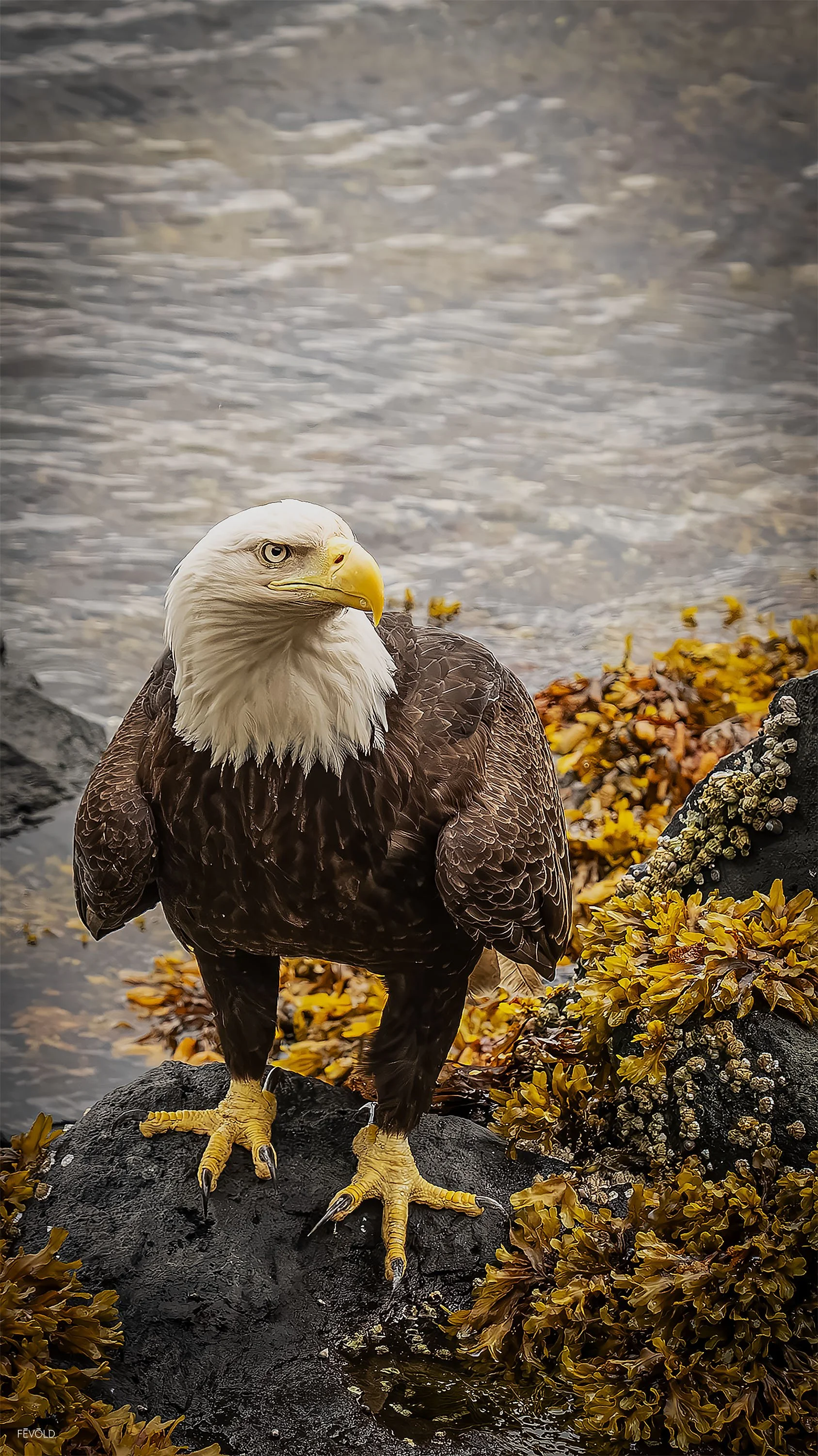 On The Shores Of Ketchikan, Alaska (small).jpg
