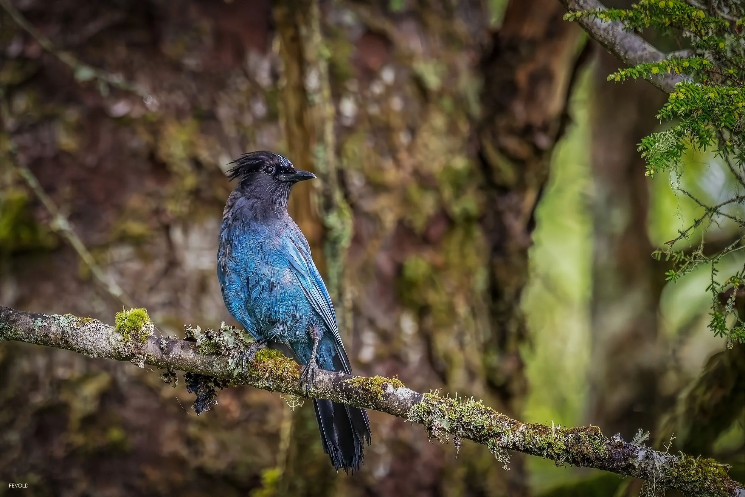 Steller's Jay Look'n Stellar small.jpg