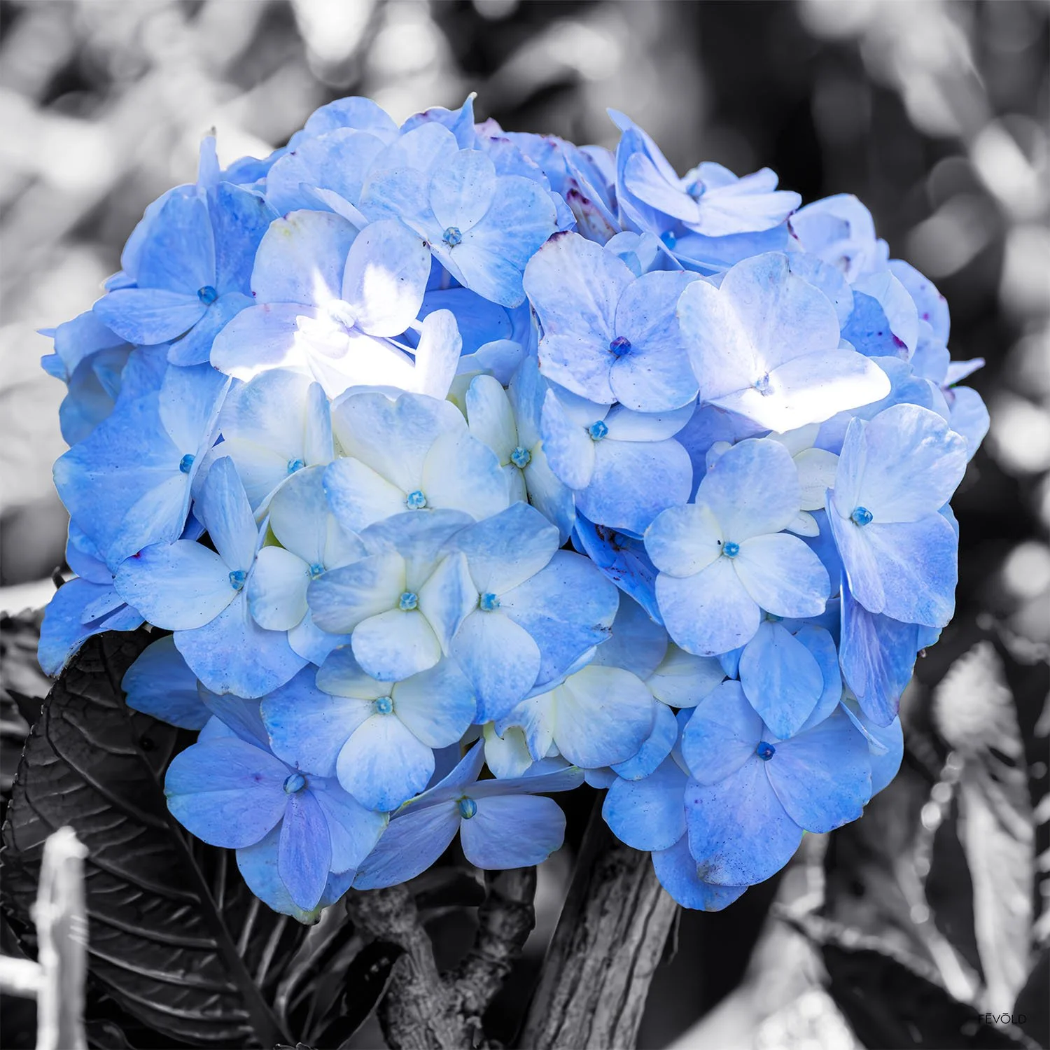 In Bloom (small).jpg