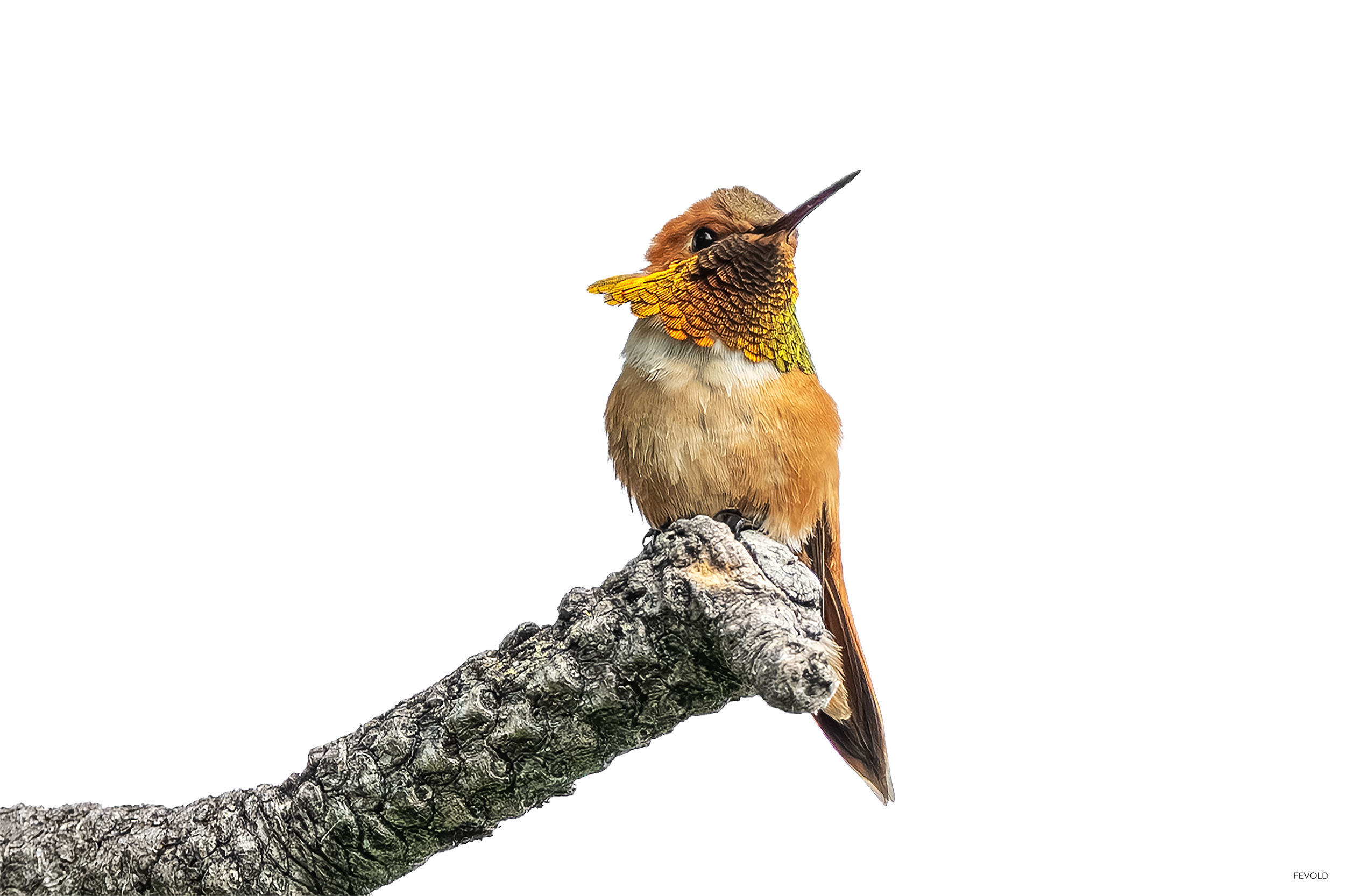 A colorful hummingbird perched on a textured gray tree branch.