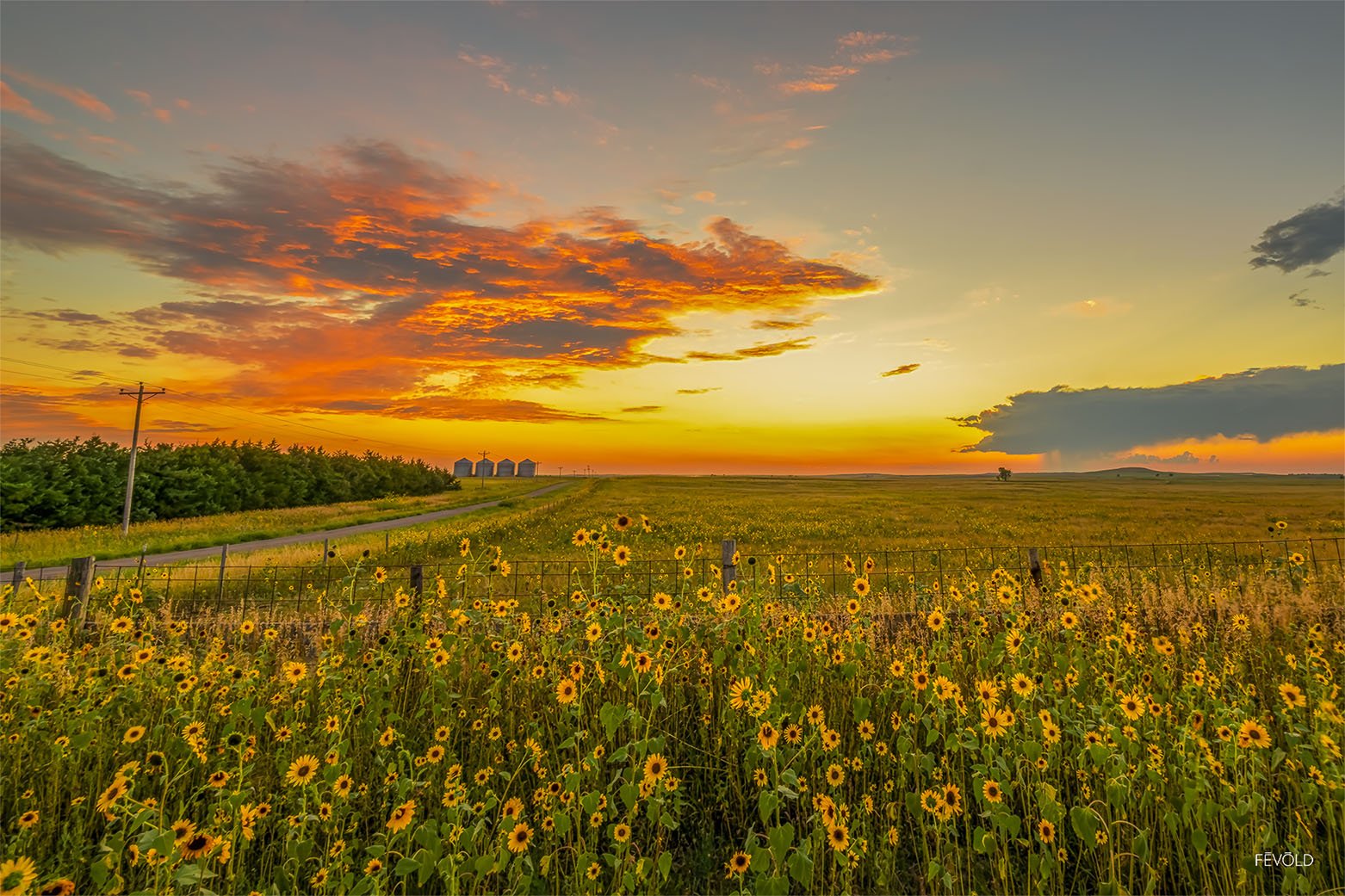 A Sea Of Yellow On Welker Ranch (small).jpg