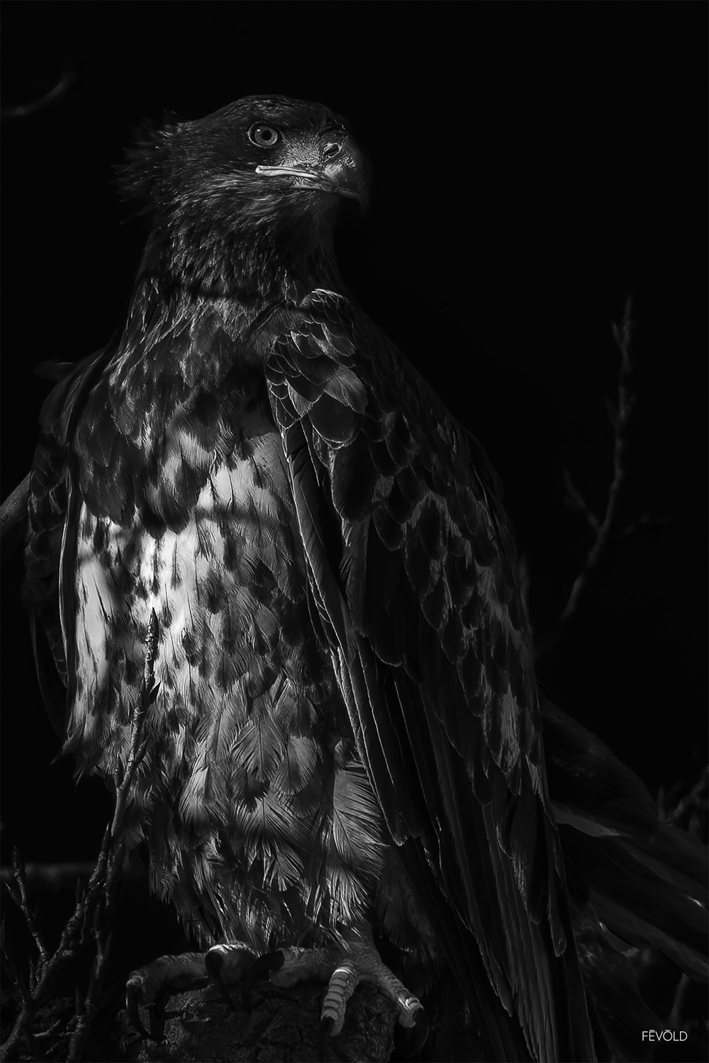 From Within The Shadows of The Dying Trees.jpg