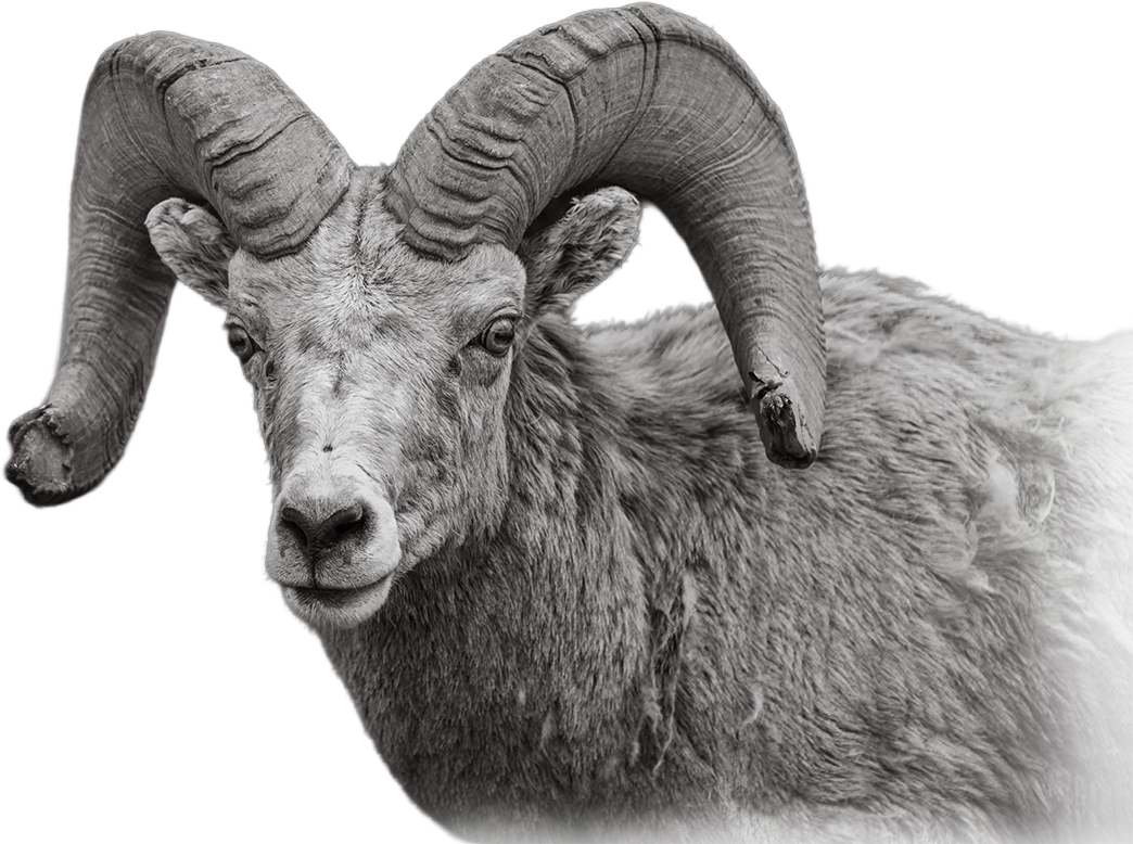 A close-up of a bighorn sheep with large, curled horns in black and white.