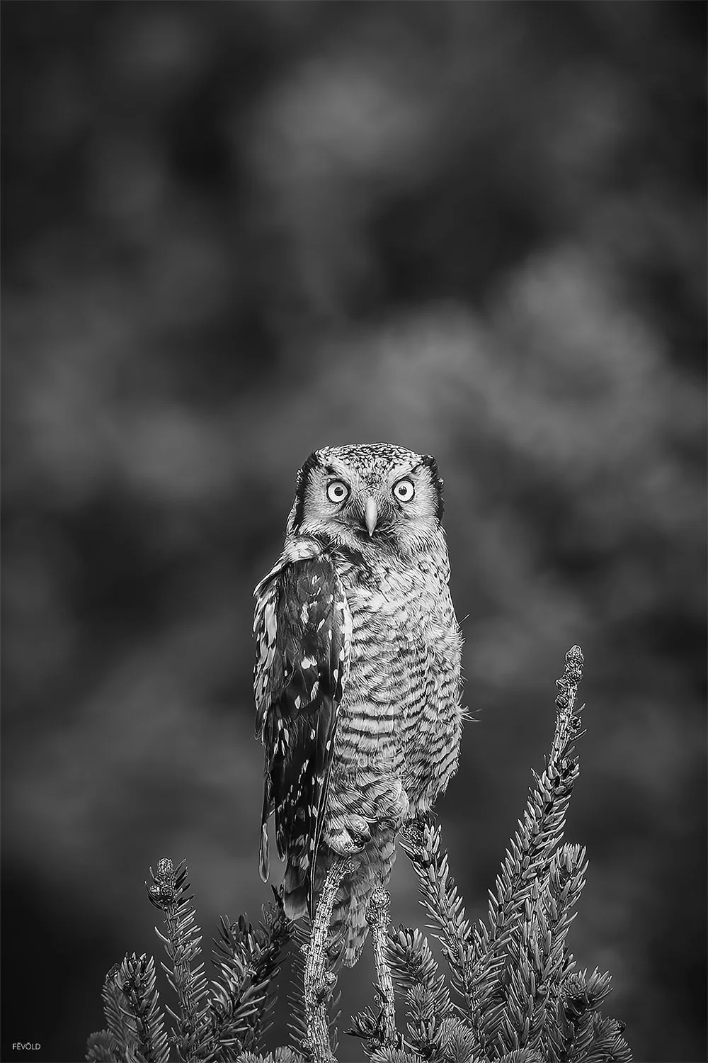 Face To Face With A Northern Hawk Owl.jpg